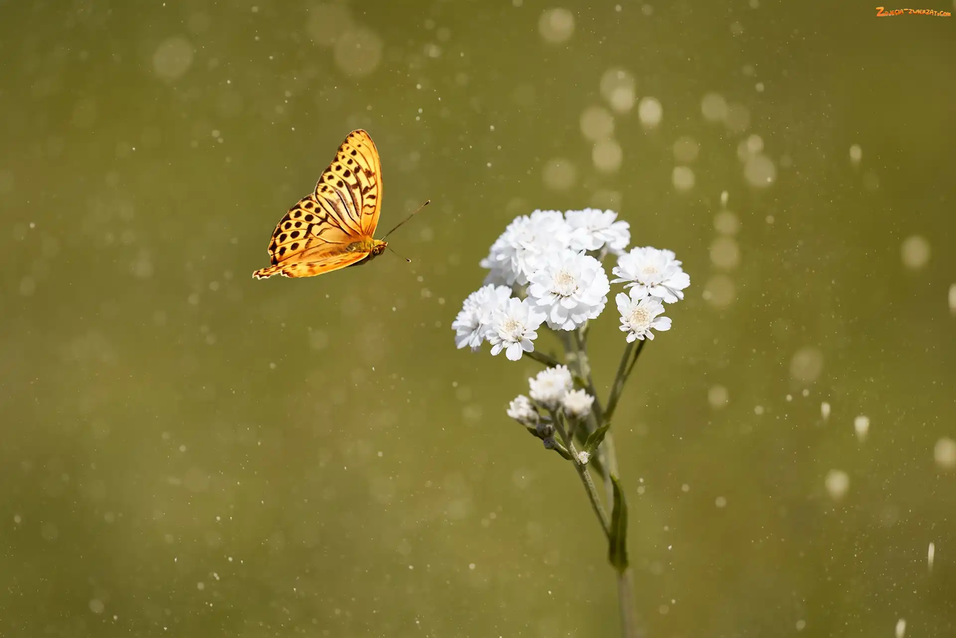 Motyl, Biały, Kwiat