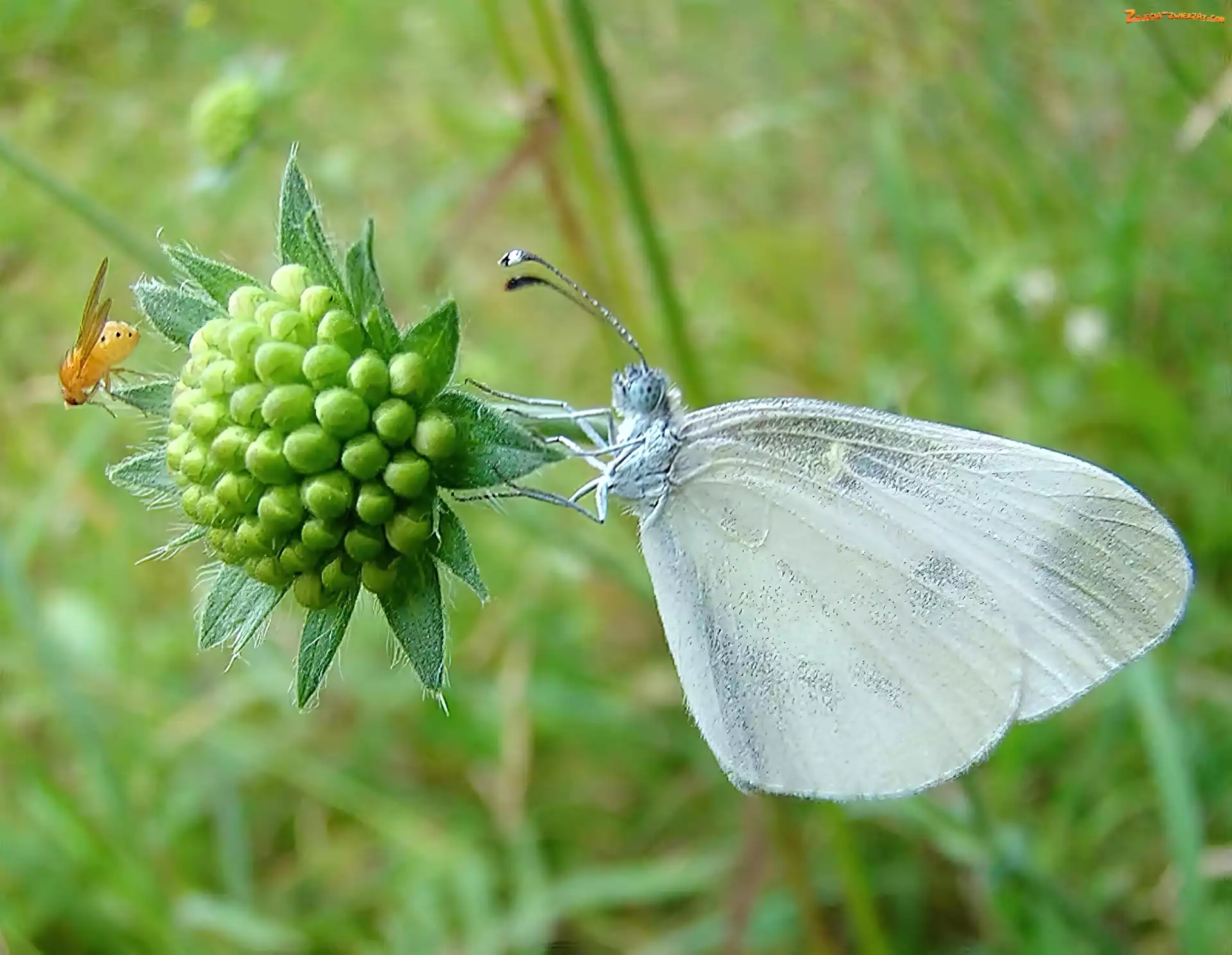 Bielinek, Biały, Motyl