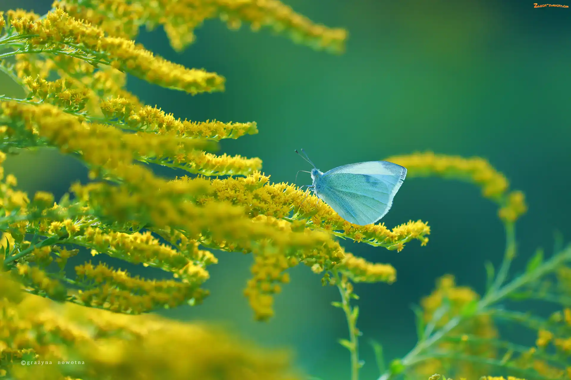 Bielinek, Motyl, Żółte, Nawłoć, Kwiaty