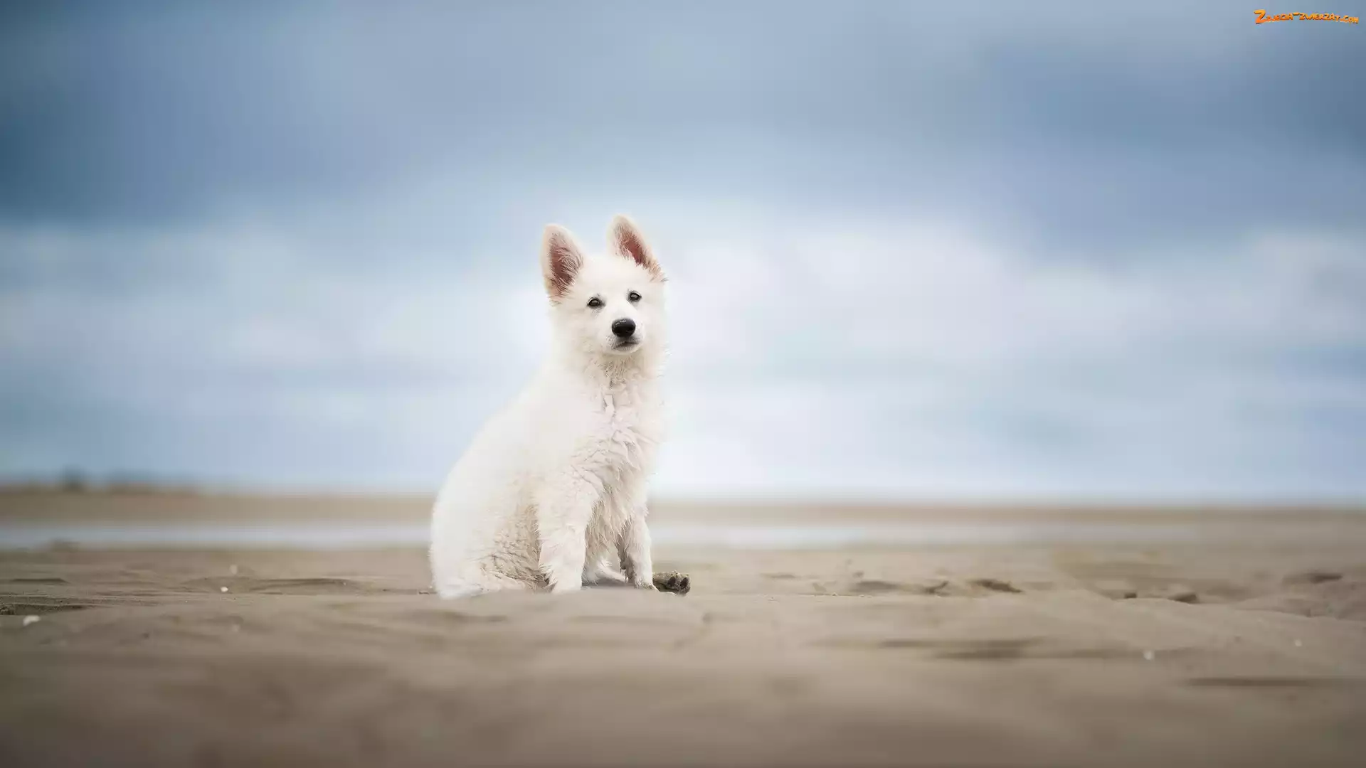 Biały owczarek szwajcarski, Plaża, Szczeniak