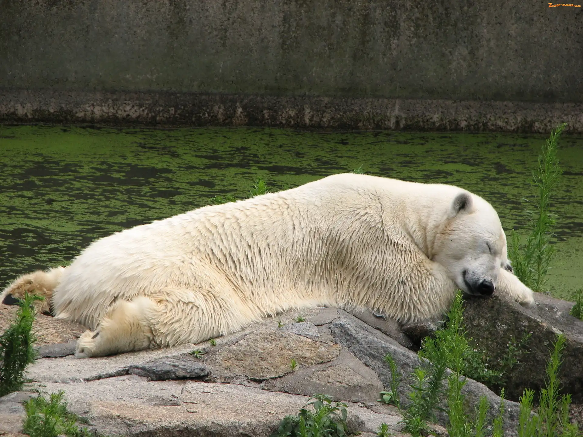Polarny, Biały, Miś