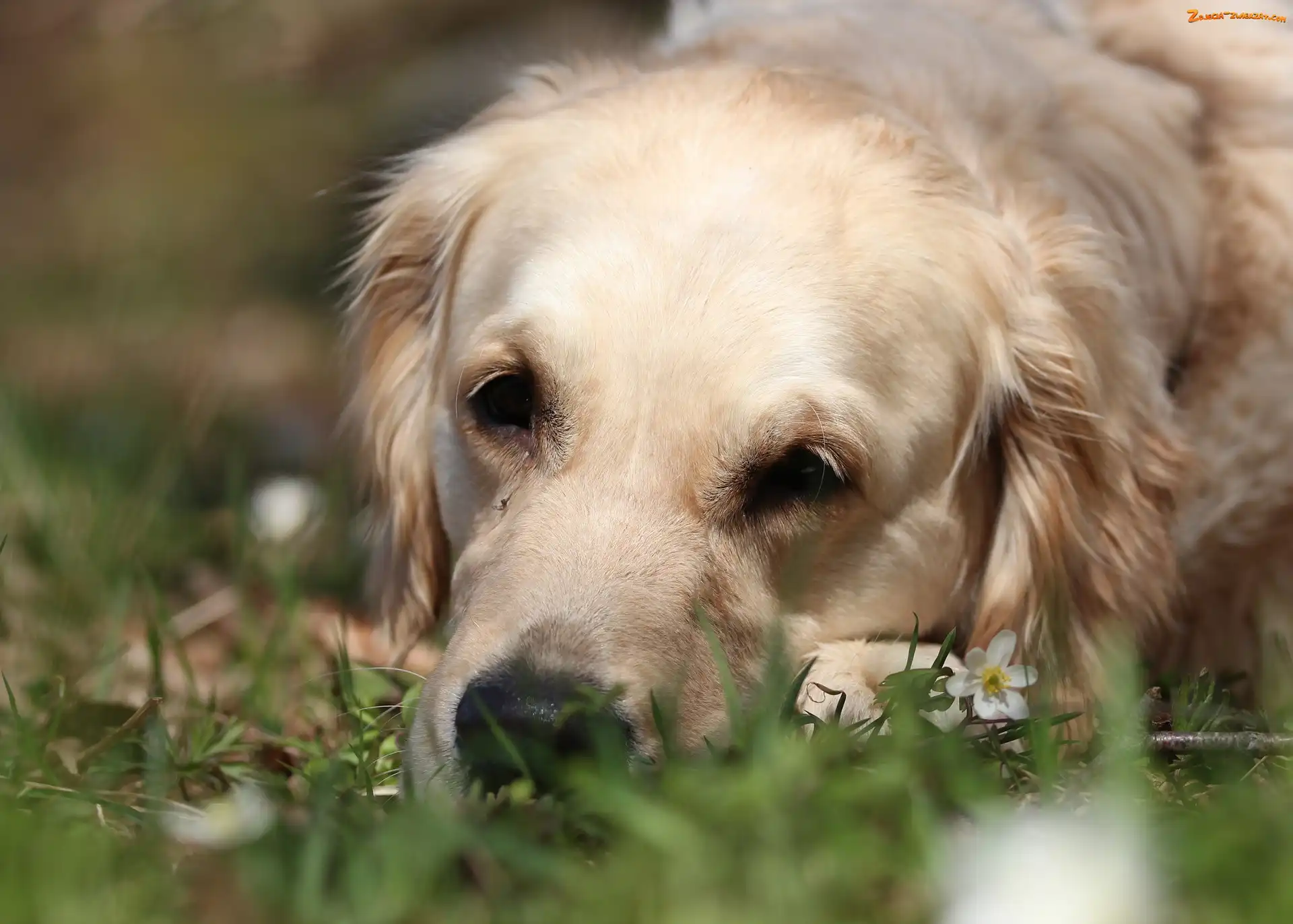 Pies, Trawa, Biały, Golden retriever