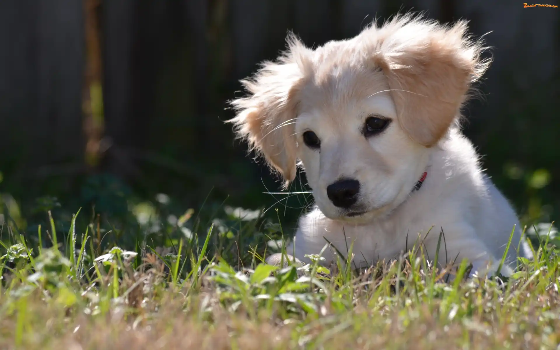 Szczeniaczek, Golden Retriever, Biały, Trawa