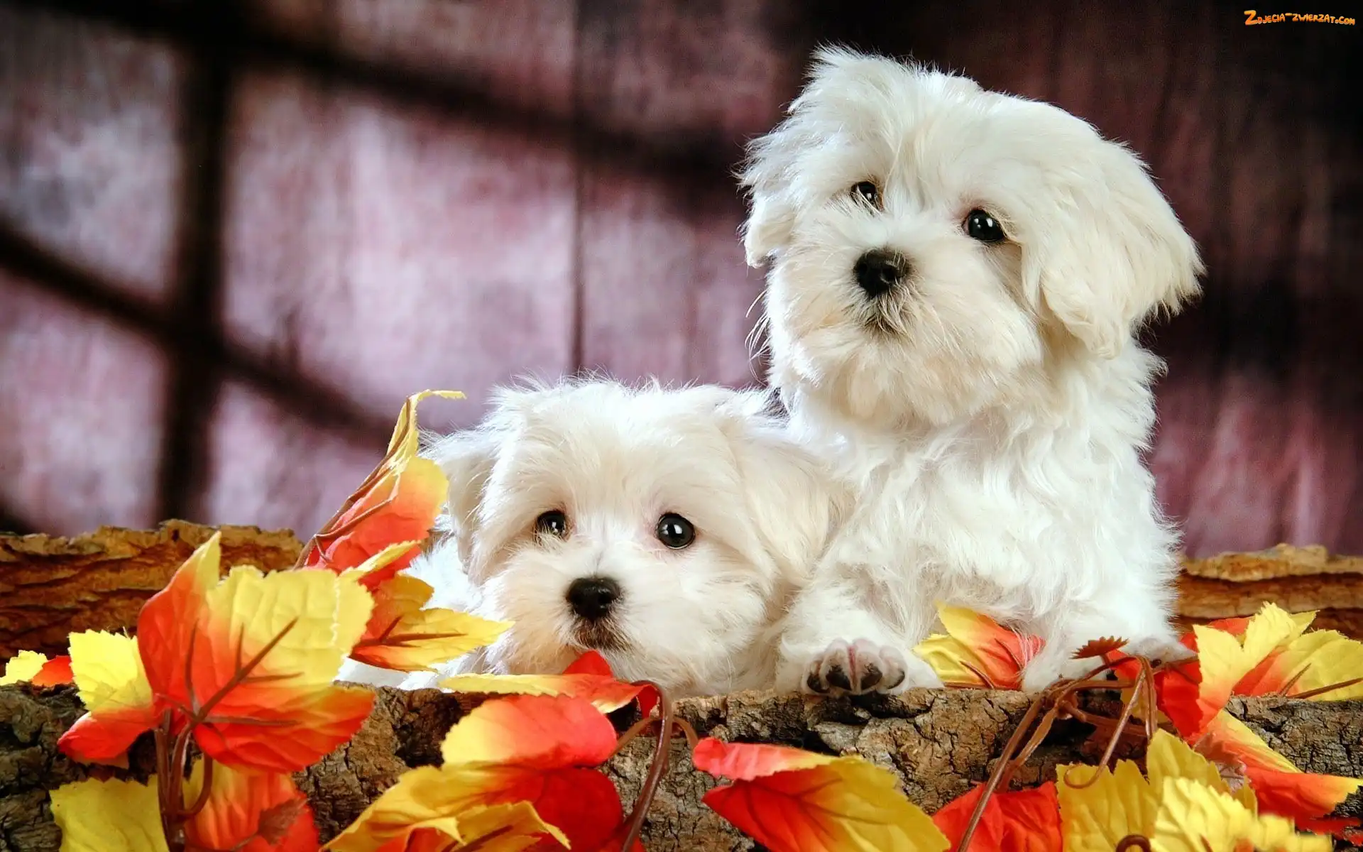 Bichon Frise, Liście, Białe, Jesienne