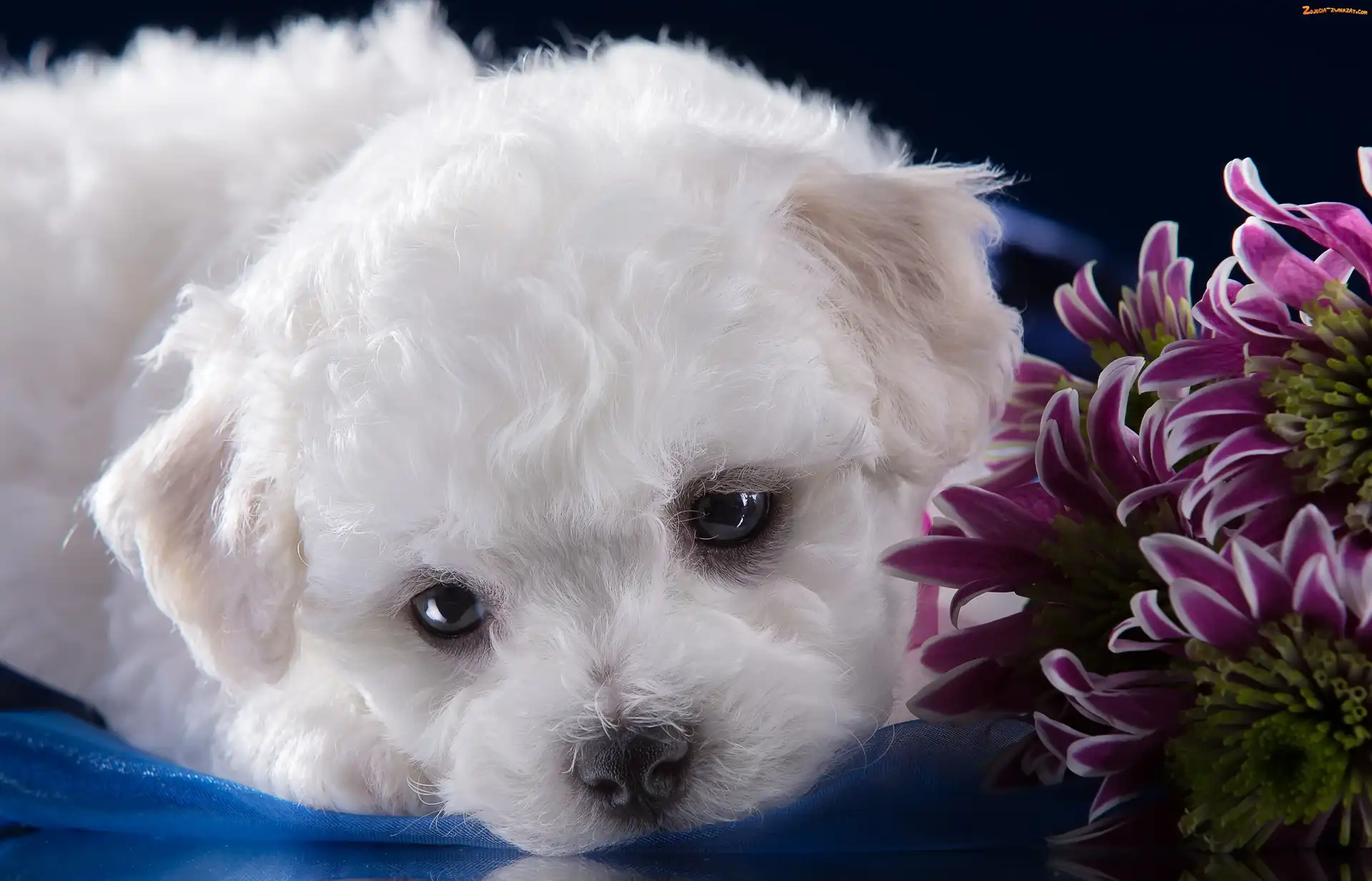 Bichon frise, Piesek, Szczeniak