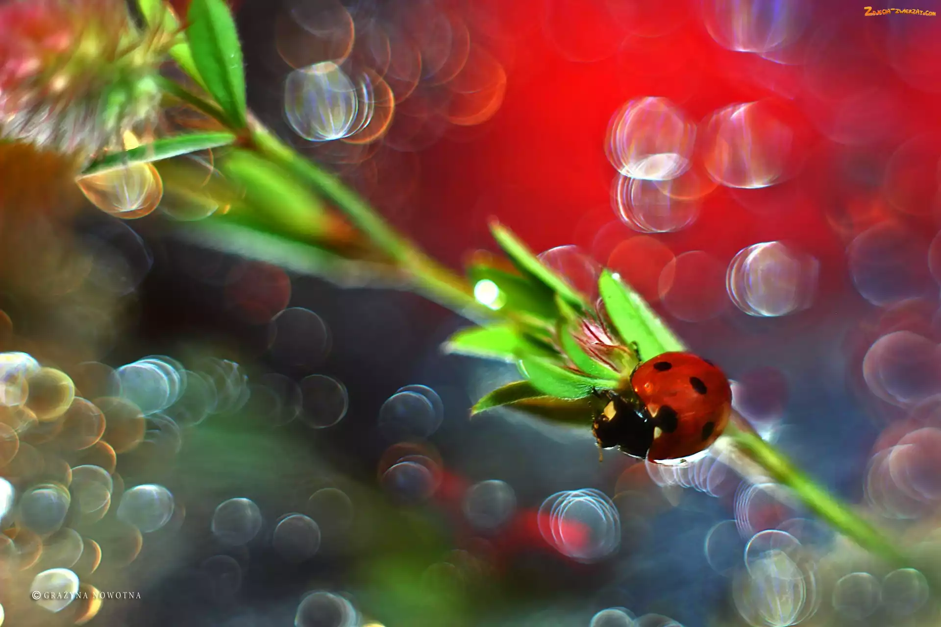 Bokeh, Biedronka, Owad