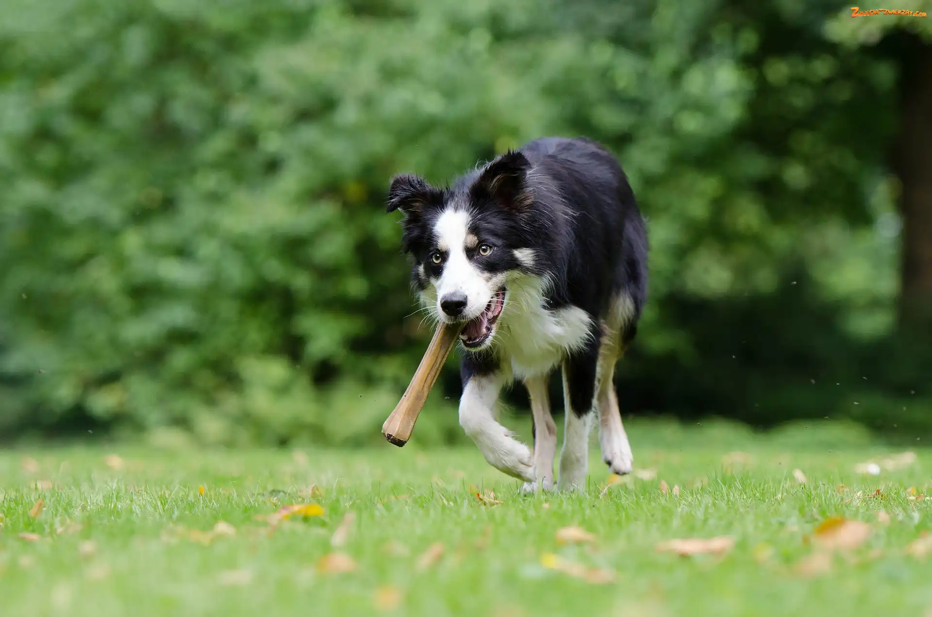 Bieg, Łąka, Border collie, Aport