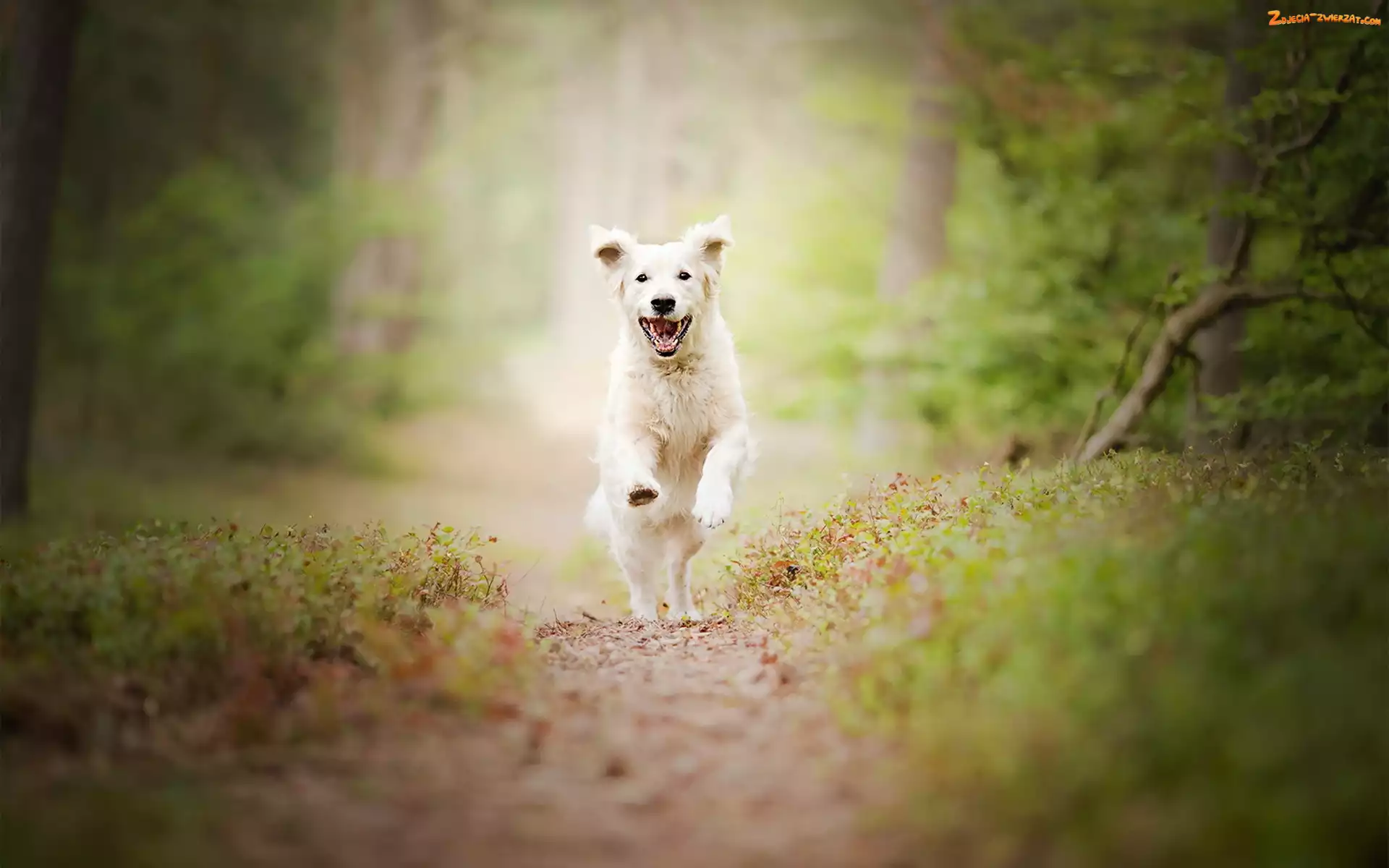Biegnący, Golden retriever, Las, Pies