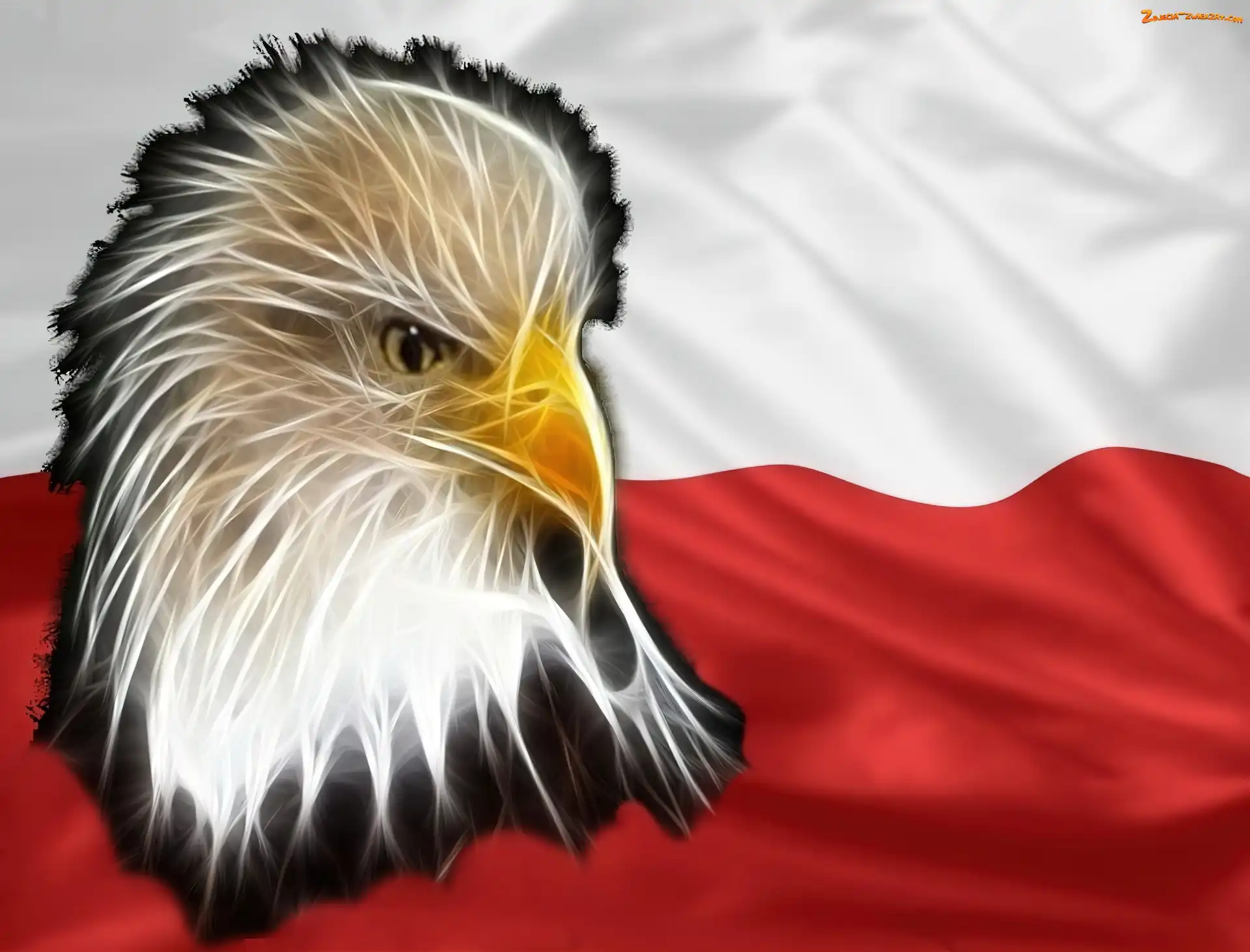 Bielik amerykański, Barwy Narodowe, Polska