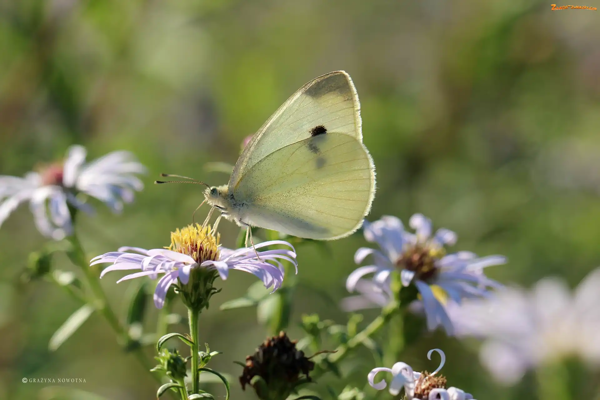 bielinek, Biały, Motyl, Owad