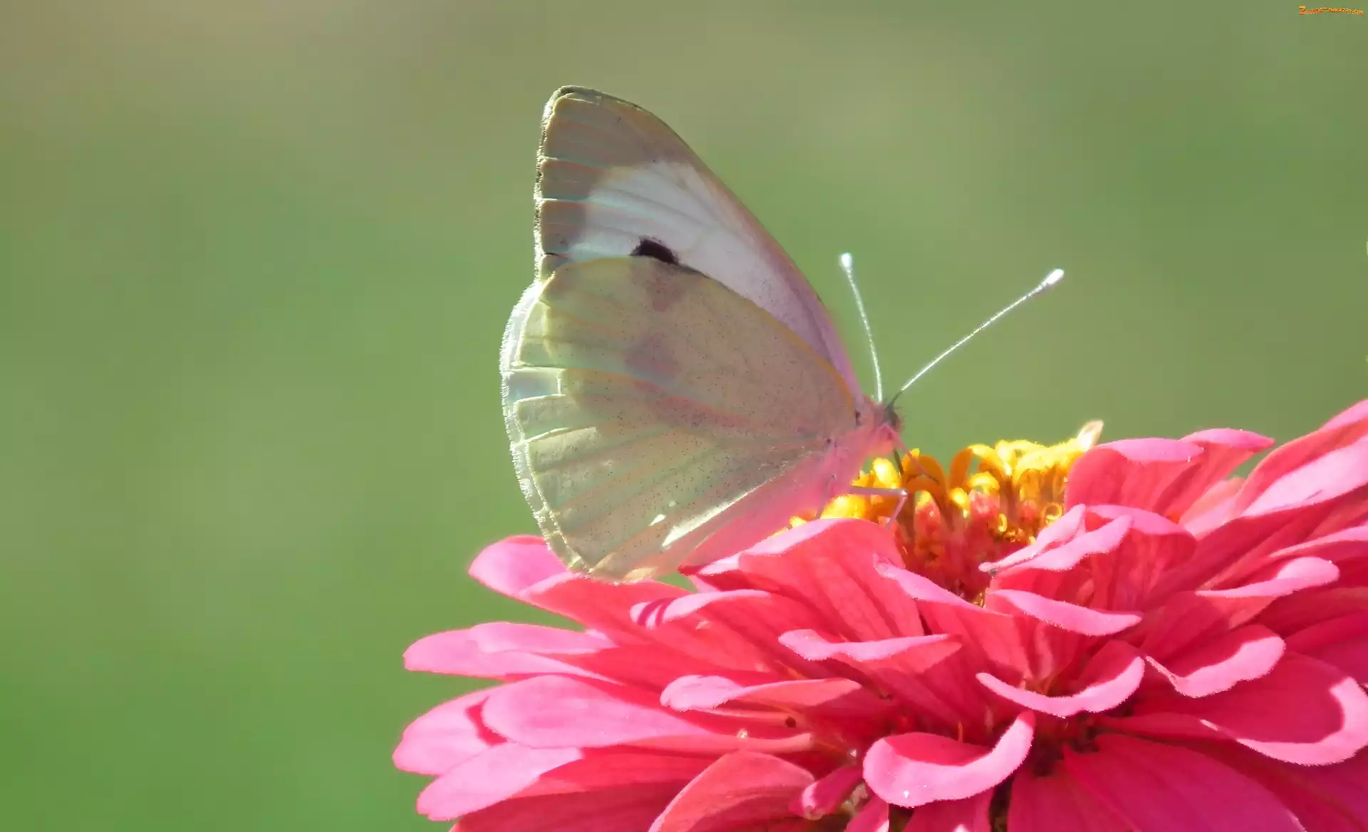 Bielinek, Cynia, Motyl, Kwiat