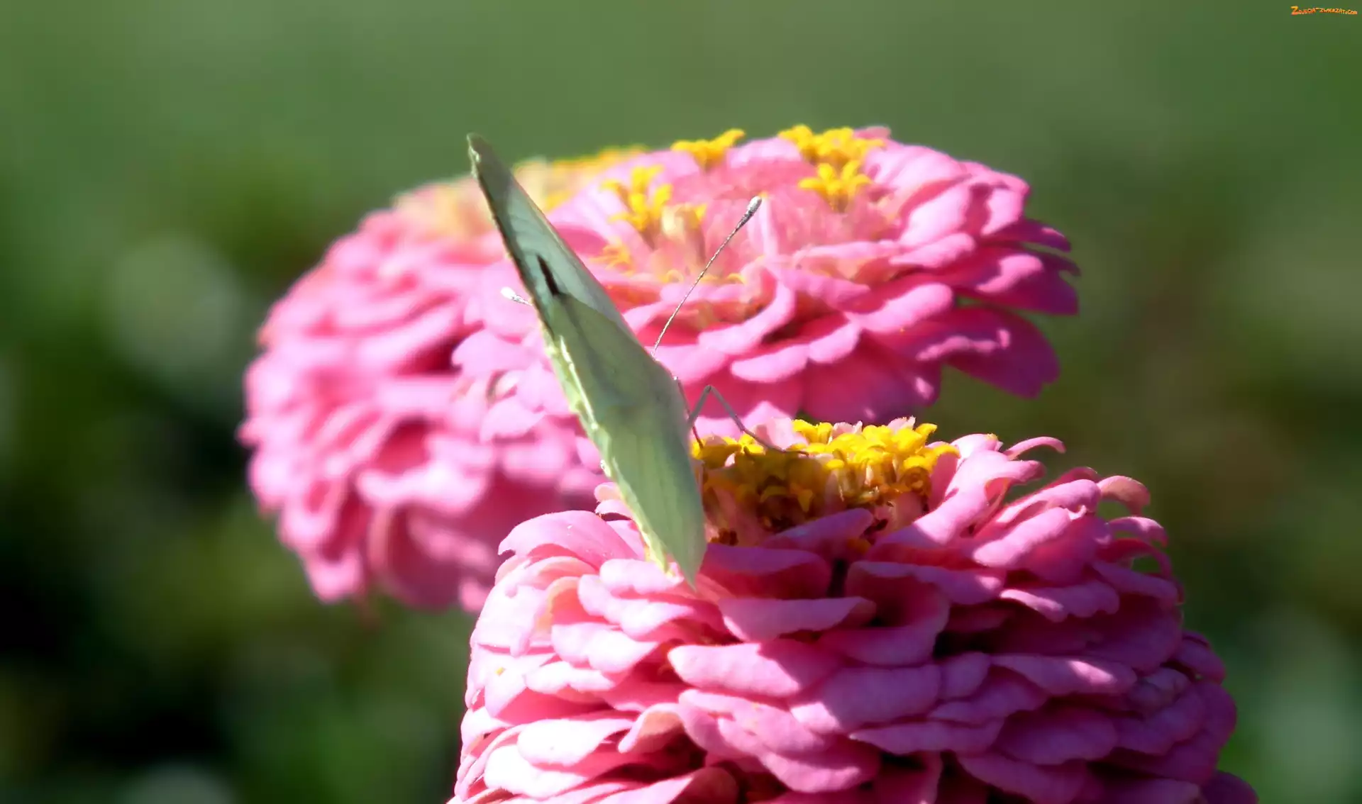 Bielinek, Cynia, Motyl, Kwiat