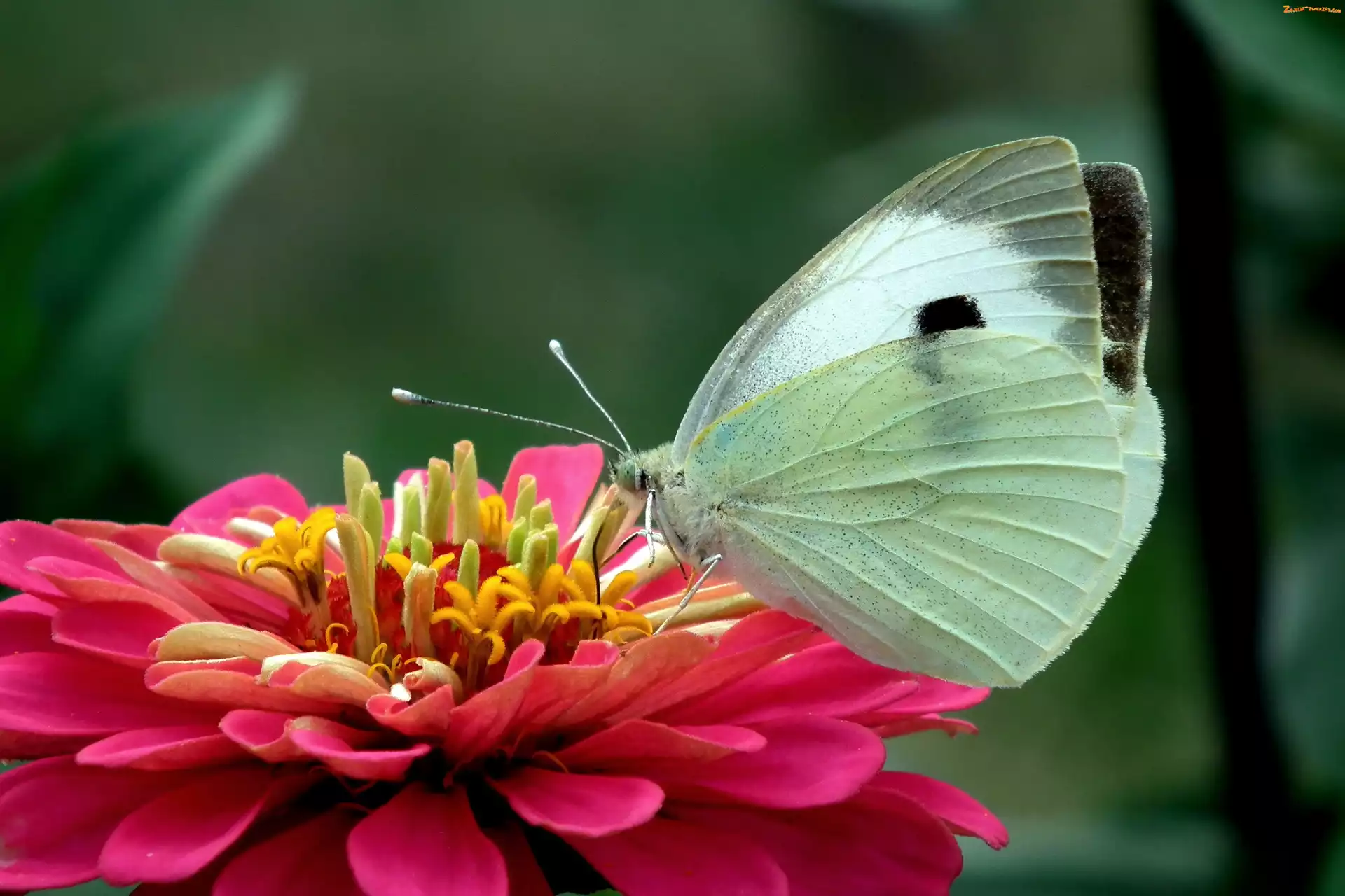 Bielinek, Cynia, Motyl, Kwiat