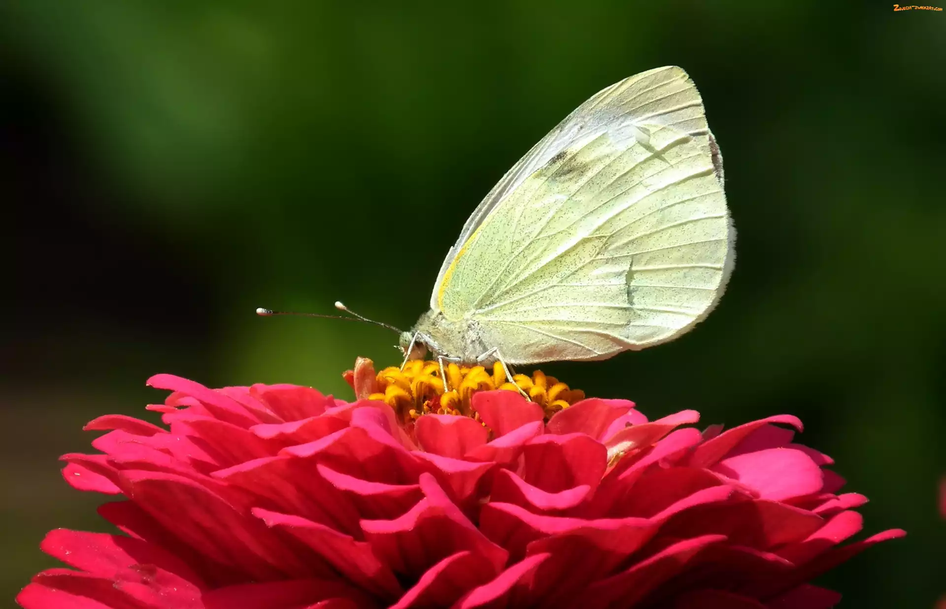 Bielinek, Cynia, Motyl, Kwiat