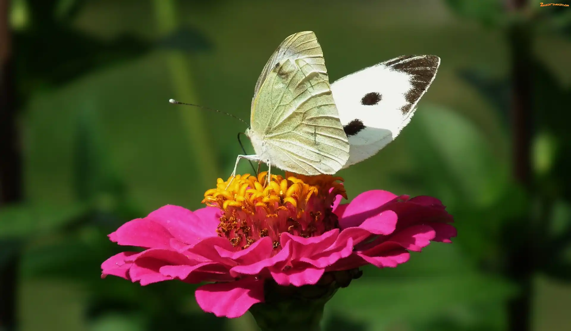 Bielinek, Cynia, Motyl, Kwiat