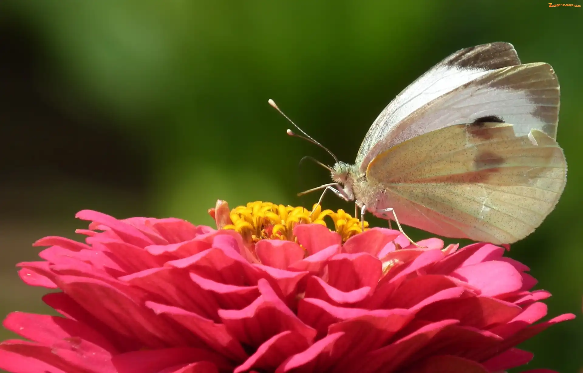 Bielinek, Cynia, Motyl, Kwiat