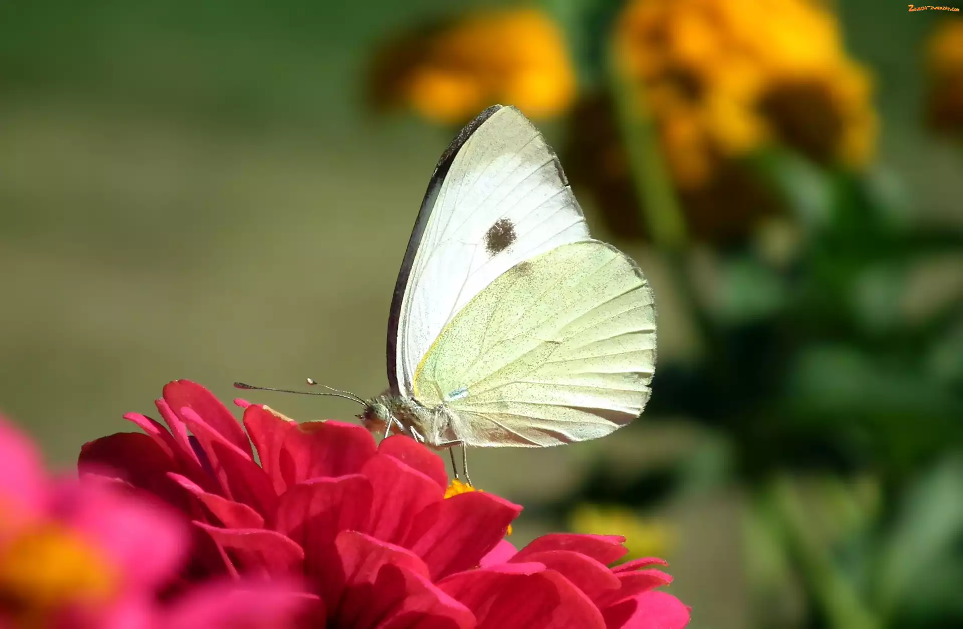 Bielinek, Cynia, Motyl, Kwiat