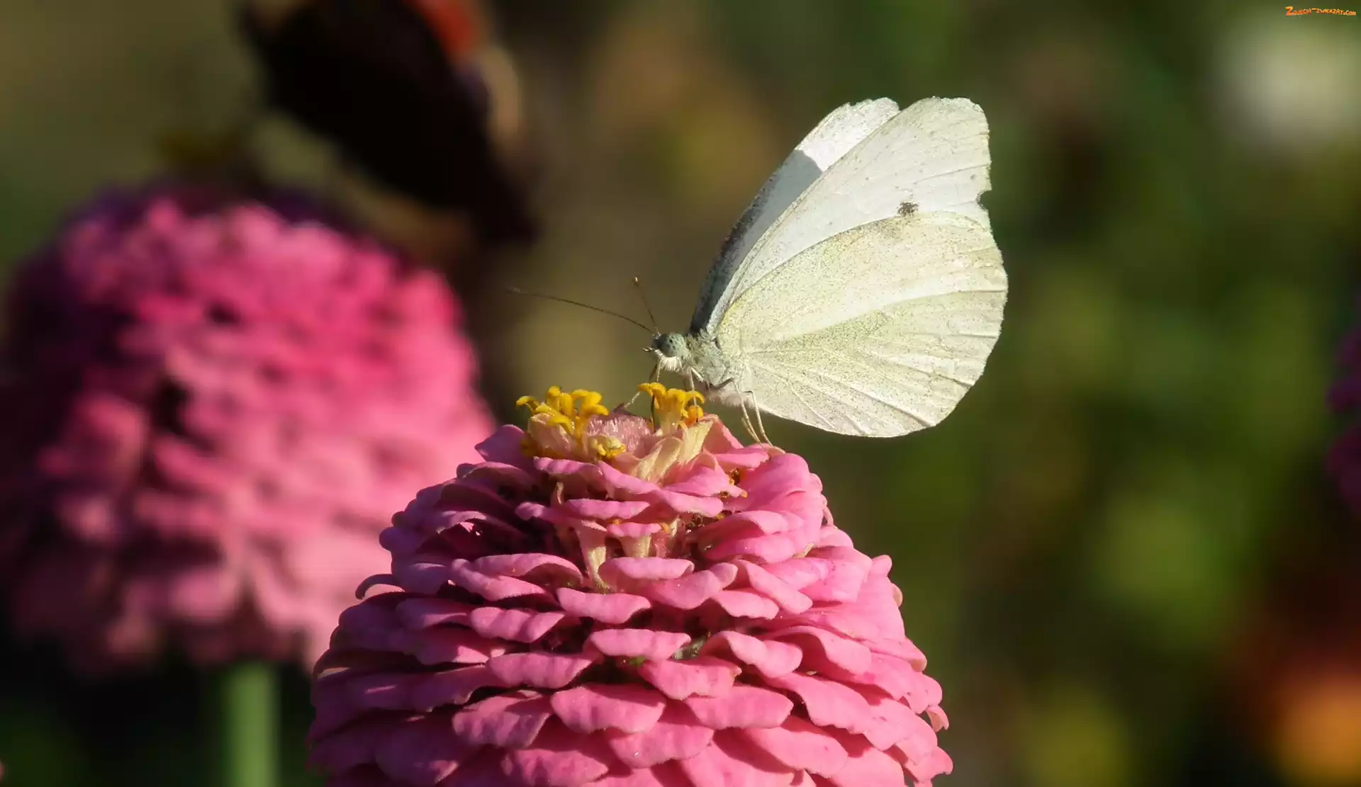 Bielinek, Cynia, Motyl, Kwiat