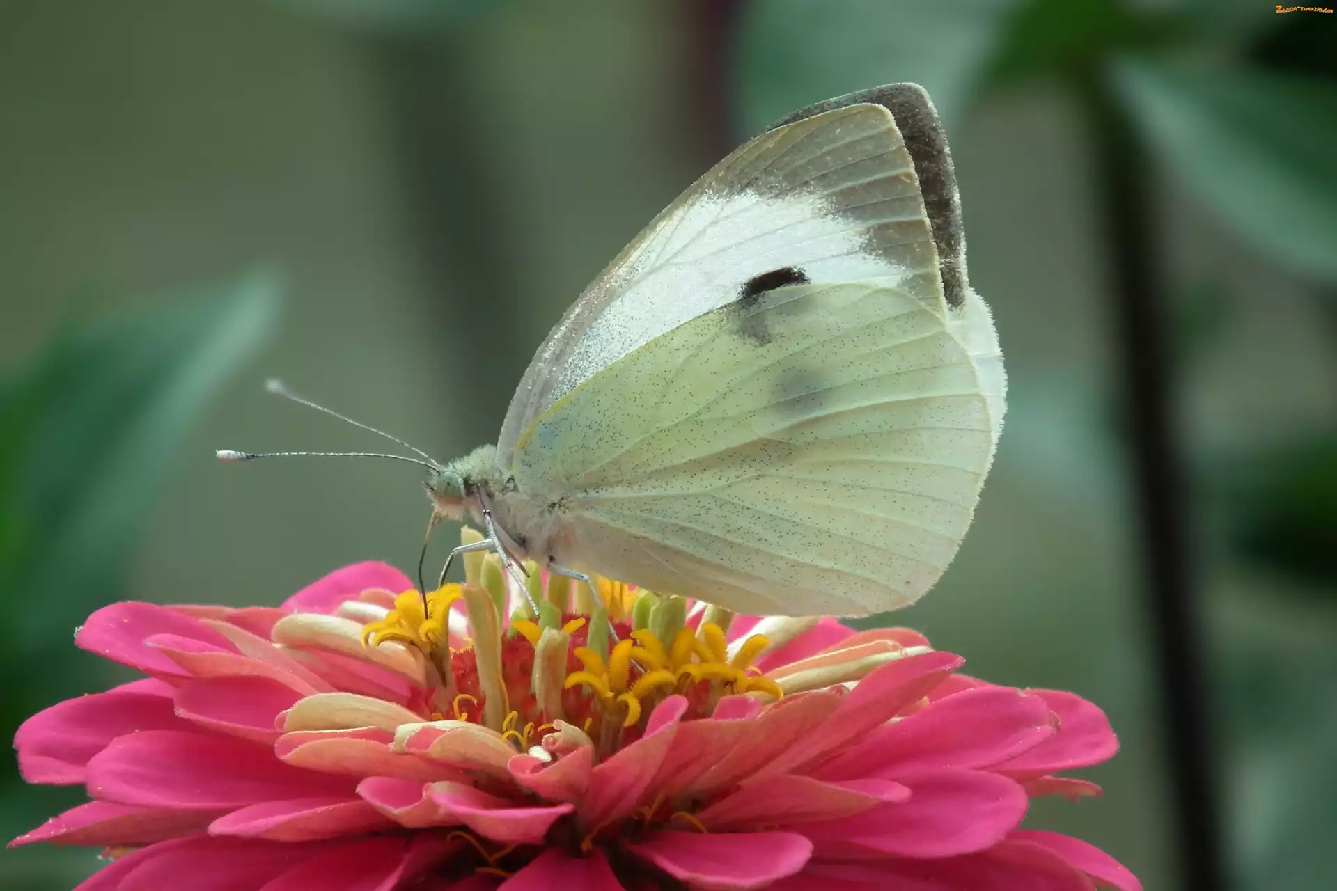 Bielinek, Cynia, Motyl, Kwiat