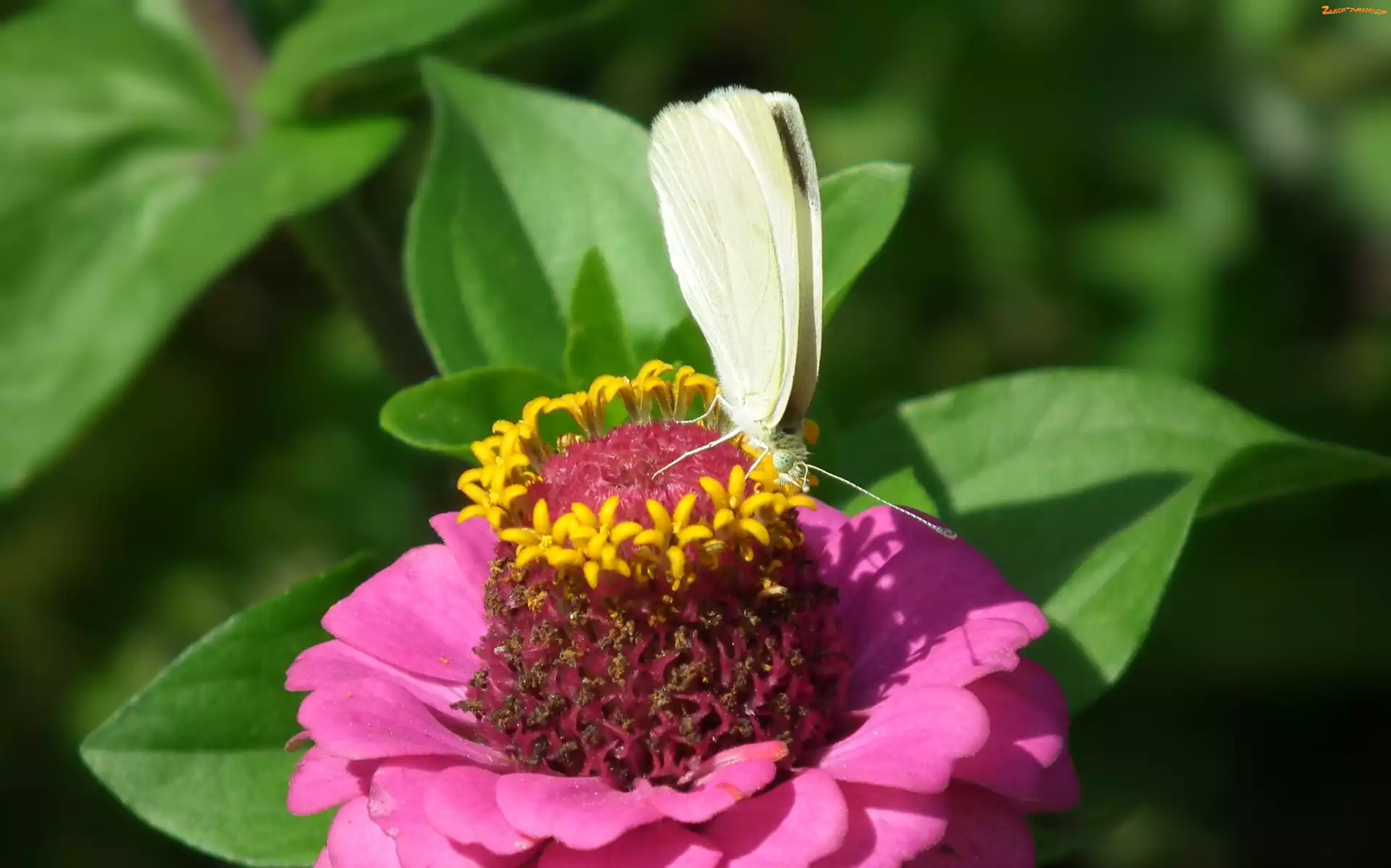 Bielinek, Cynia, Motyl, Kwiat