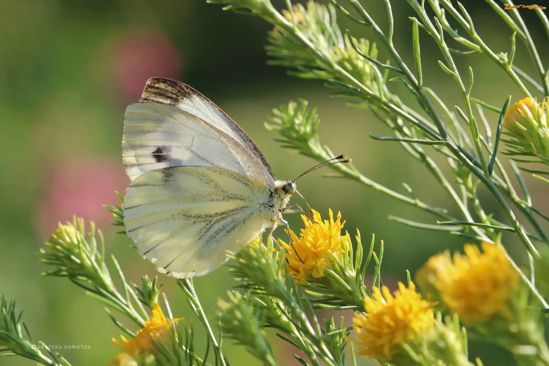 Bielinek, Owad, Motyl, Biały