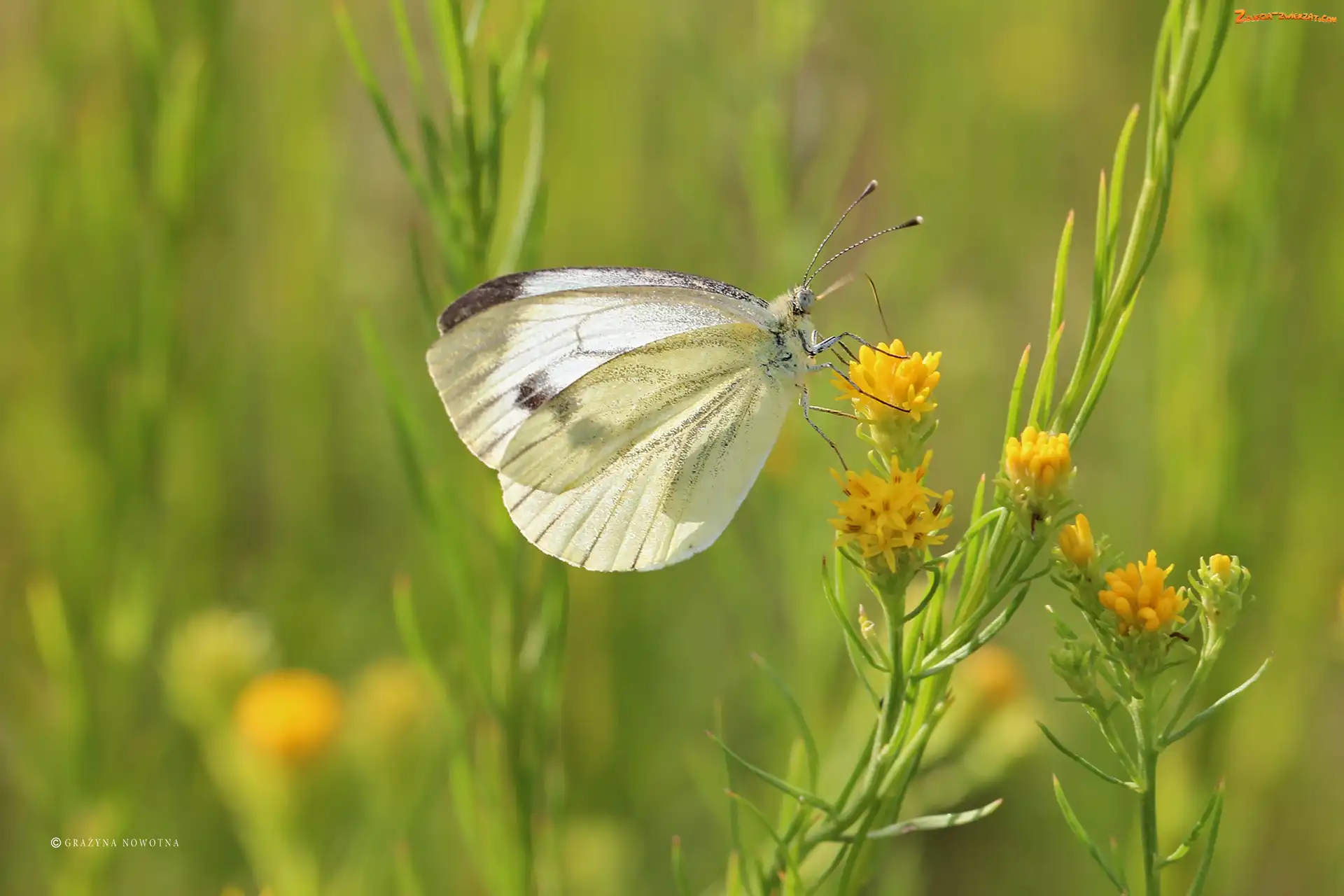 Bielinek, Owad, Motyl, Biały
