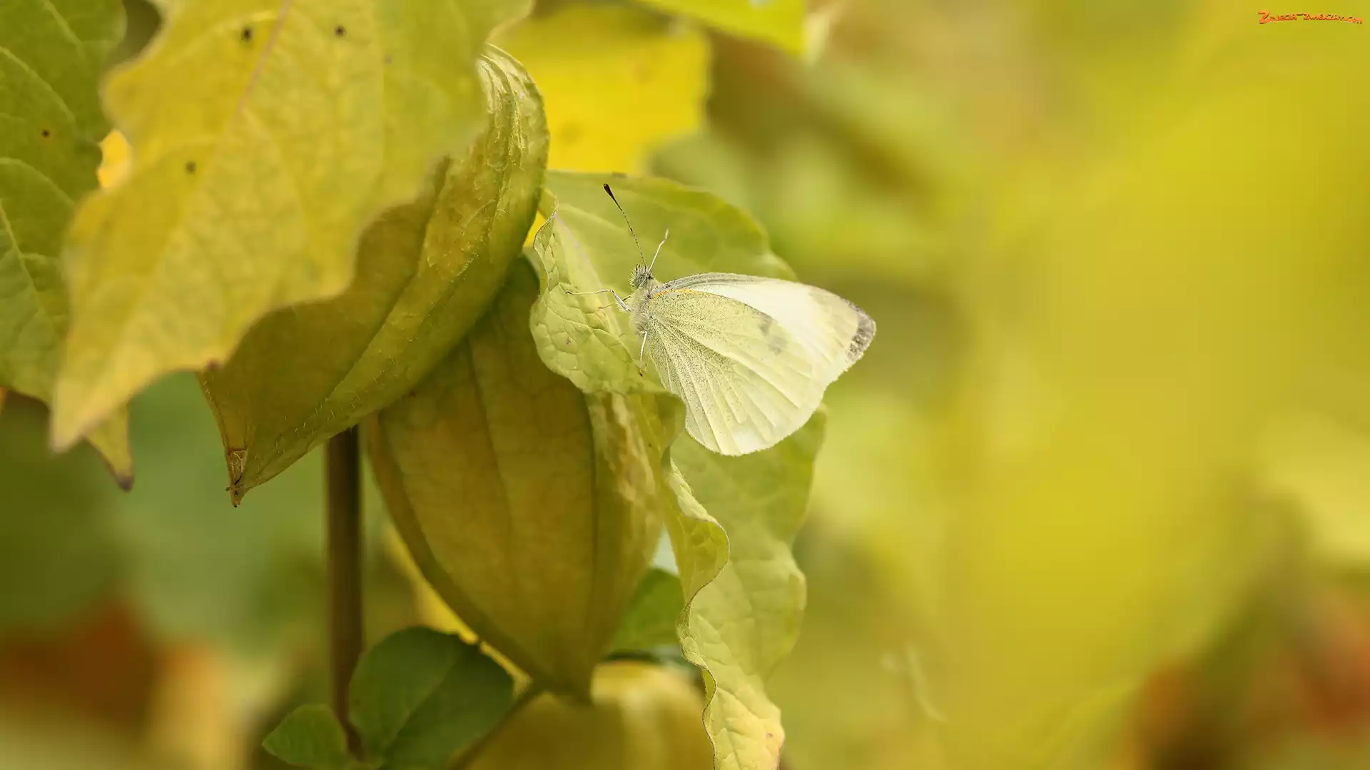 Bielinek, Miechunka rozdęta, Motyl, Owad
