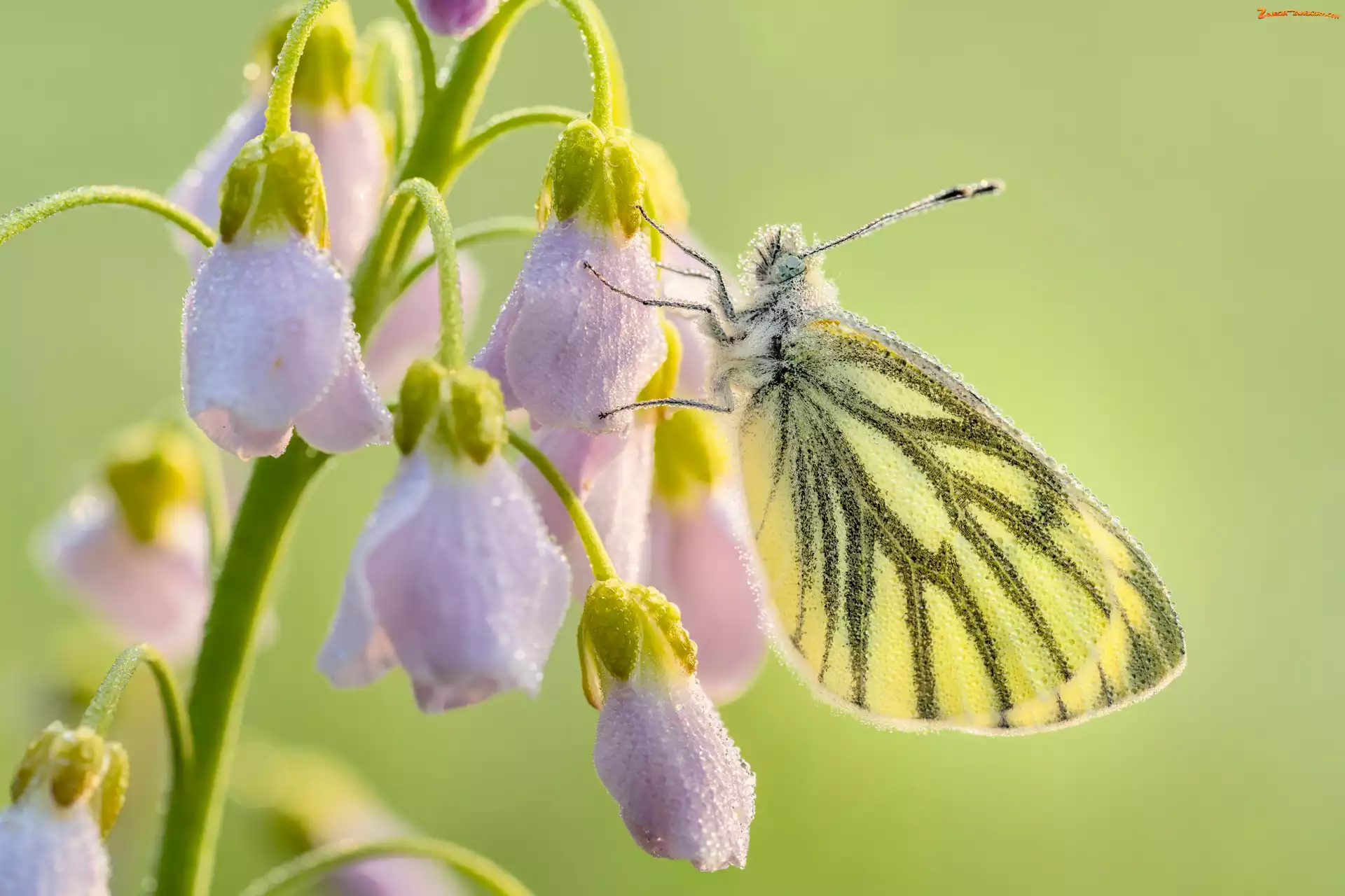 Kwiaty, Zbliżenie, Motyl, Bielinek bytomkowiec, Gałązka, Liliowe