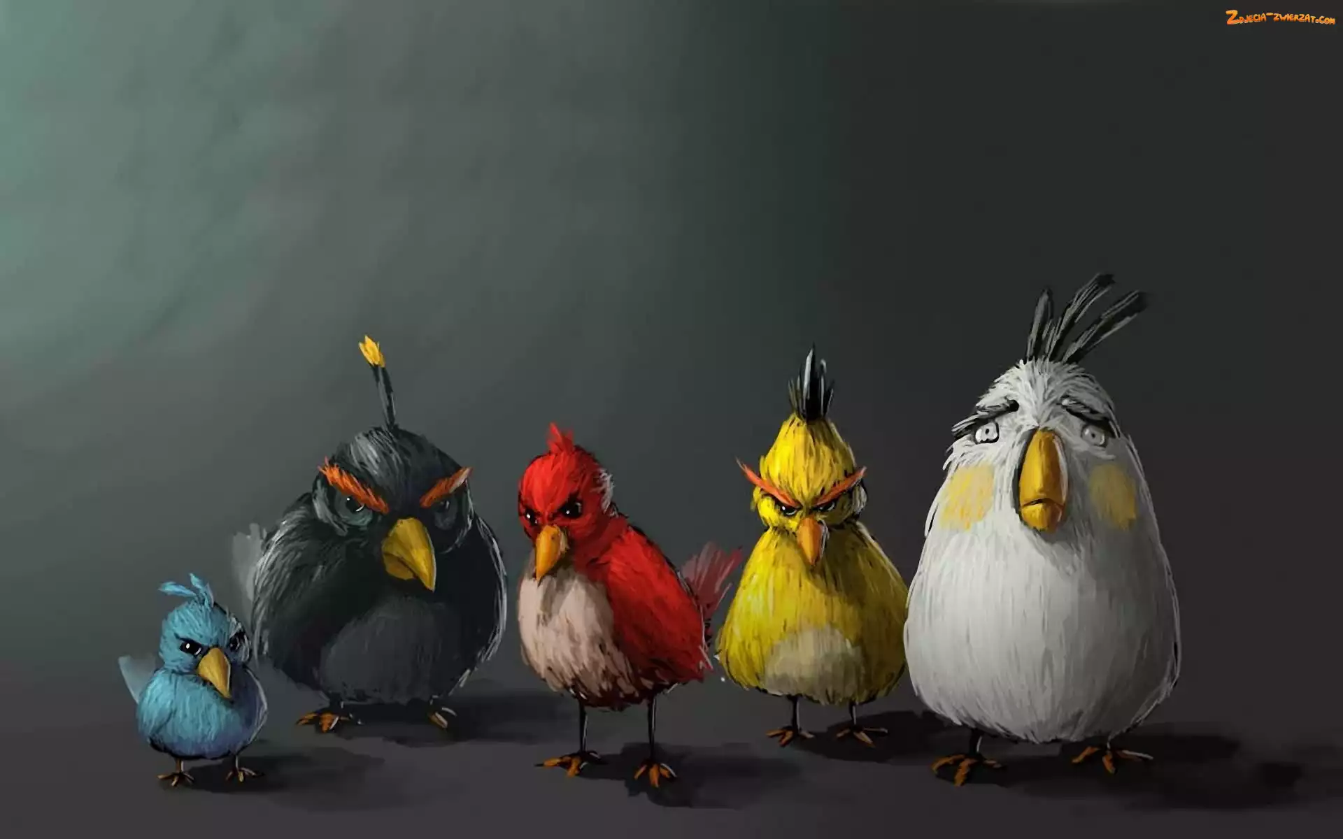 Angry birds, Ptaki