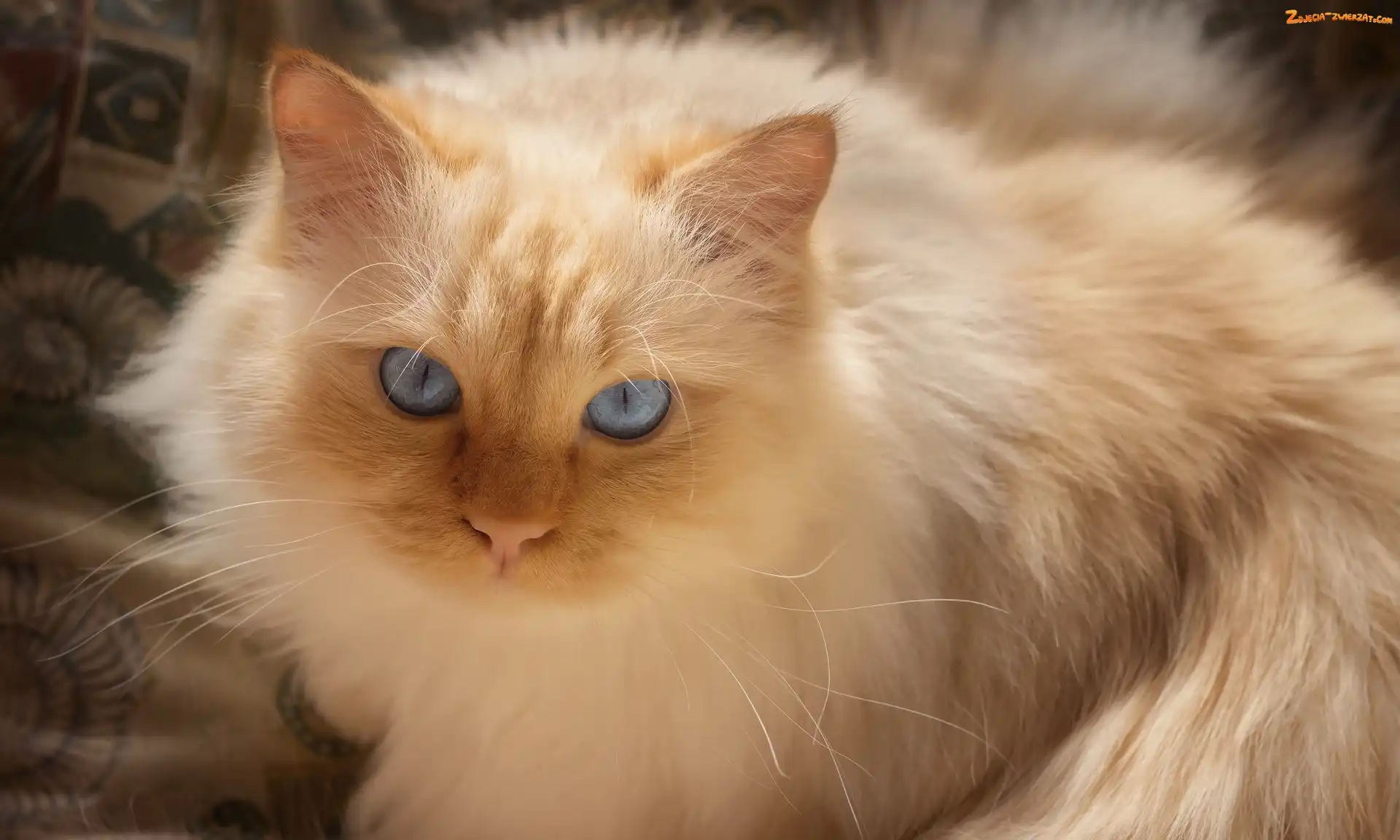 Niebieskooki, Kot, Rudo-biszkoptowy