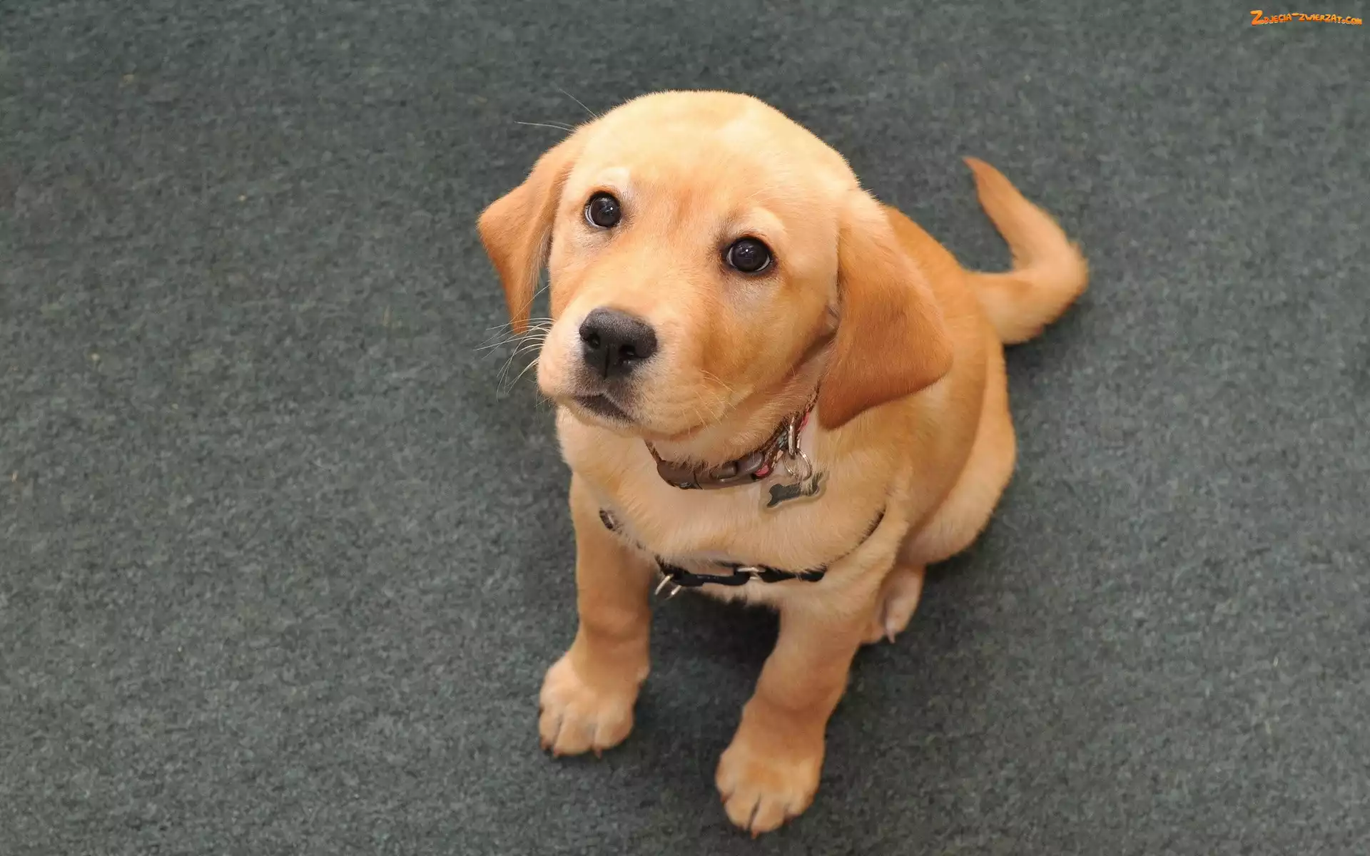 Piesek, Labrador Retriever, Biszkoptowy, Obroża