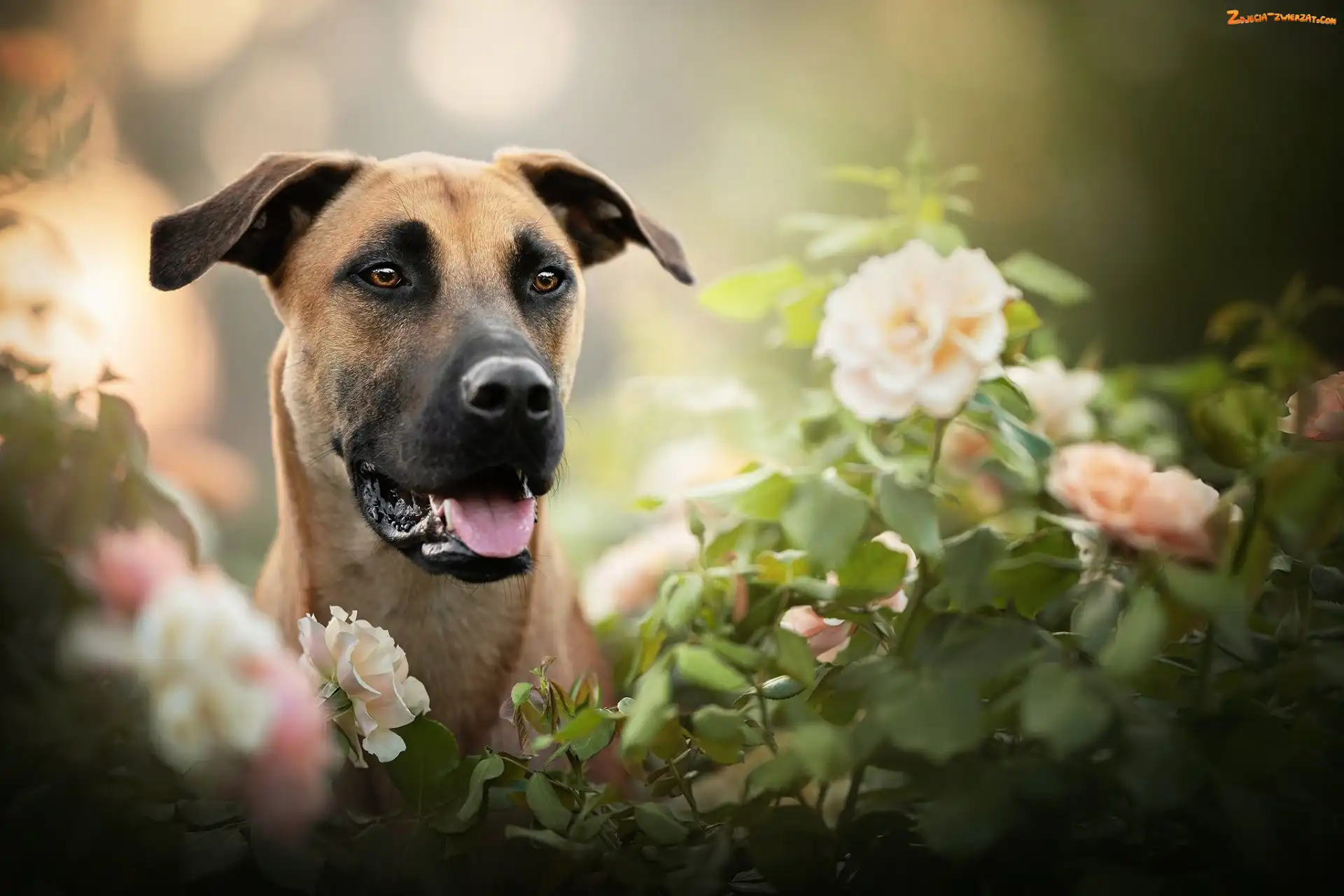 Blackmouth Cur, Rozmycie, Pies, Kwiaty