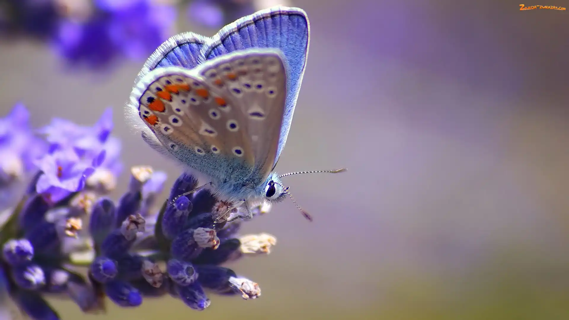 Kwiat, Błękitny, Motyl