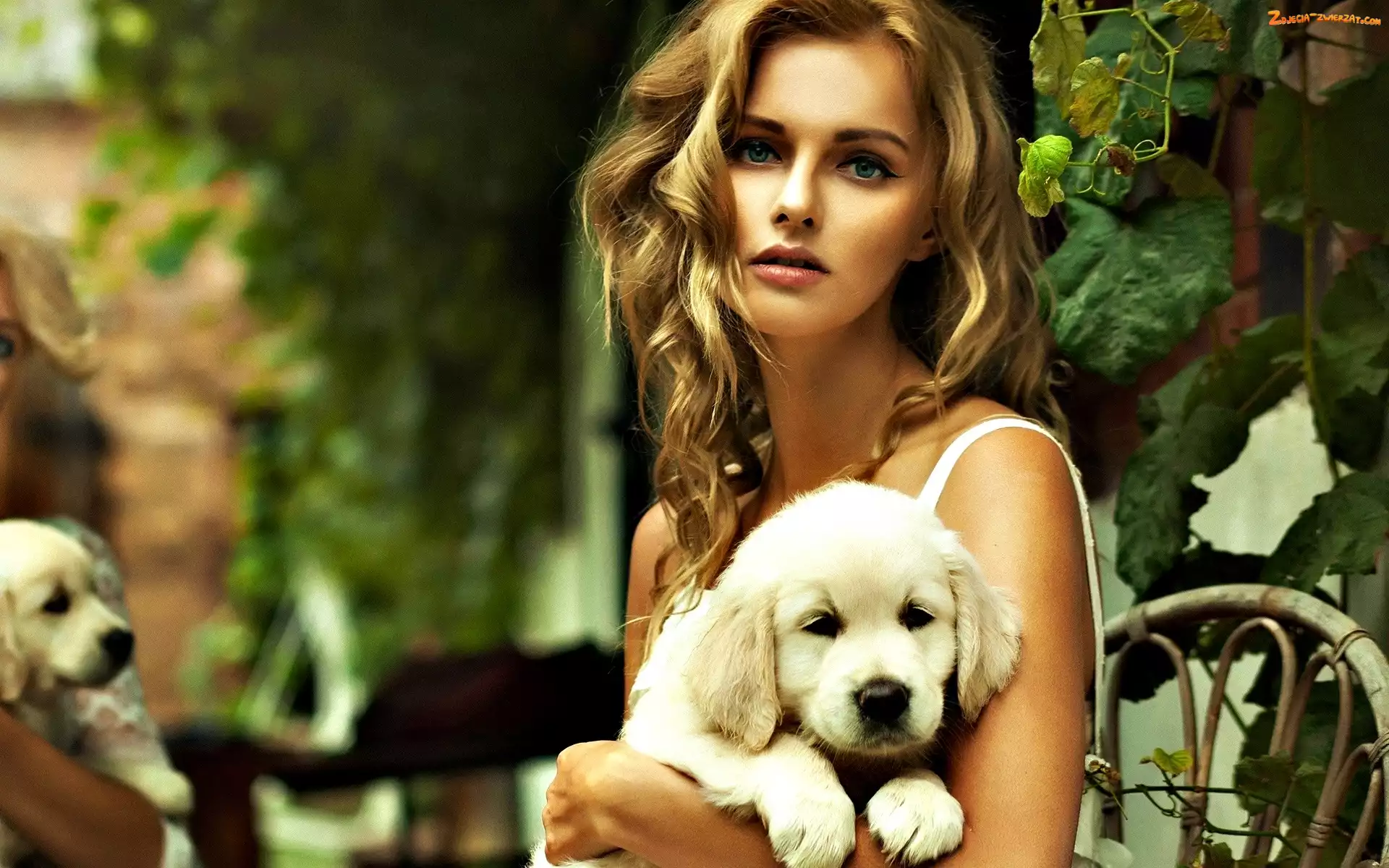 Golden retriever, Szczeniak, Kobieta, Blondynka, Pies