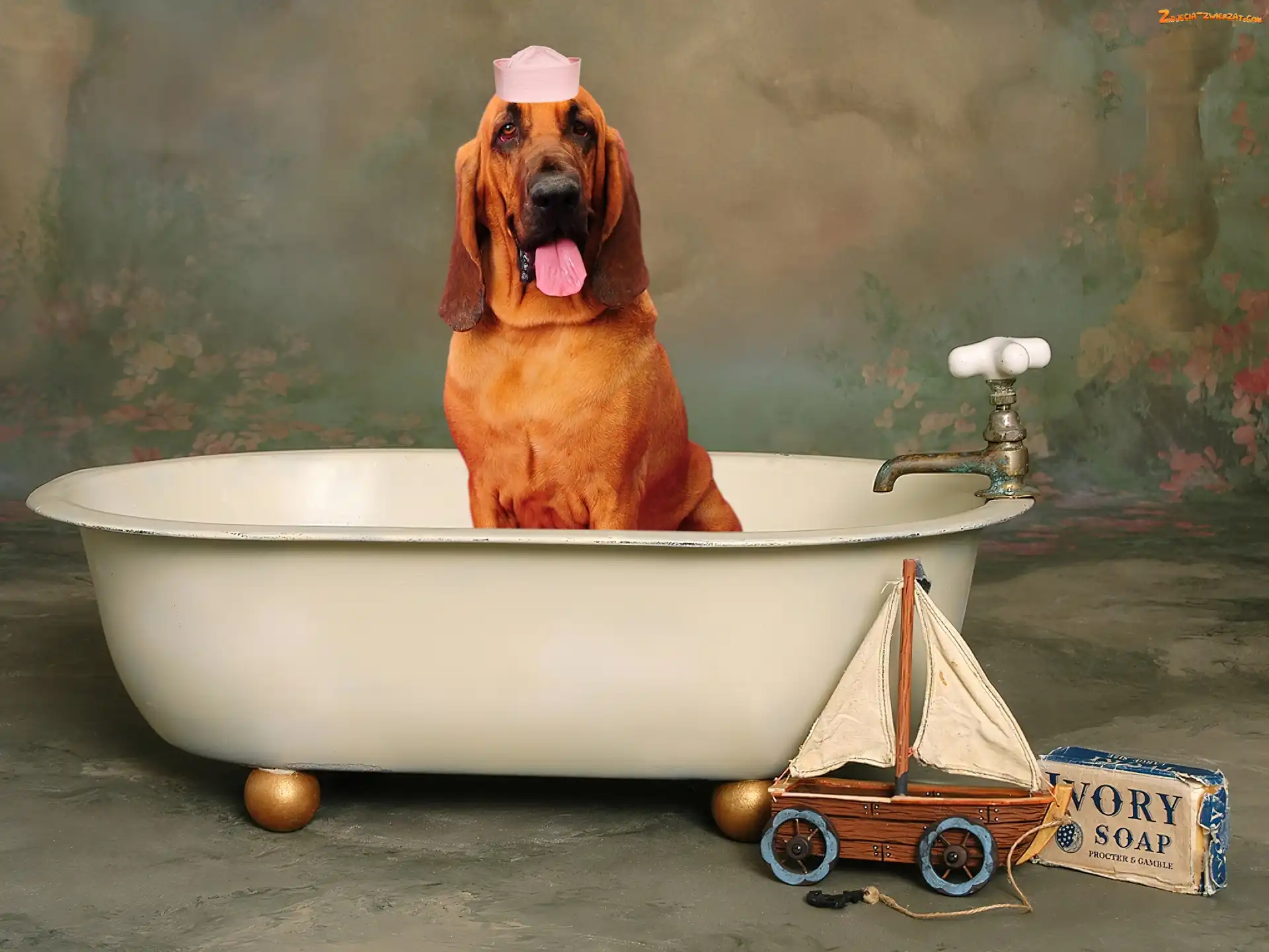 Czapka, Bloodhound, Wanna