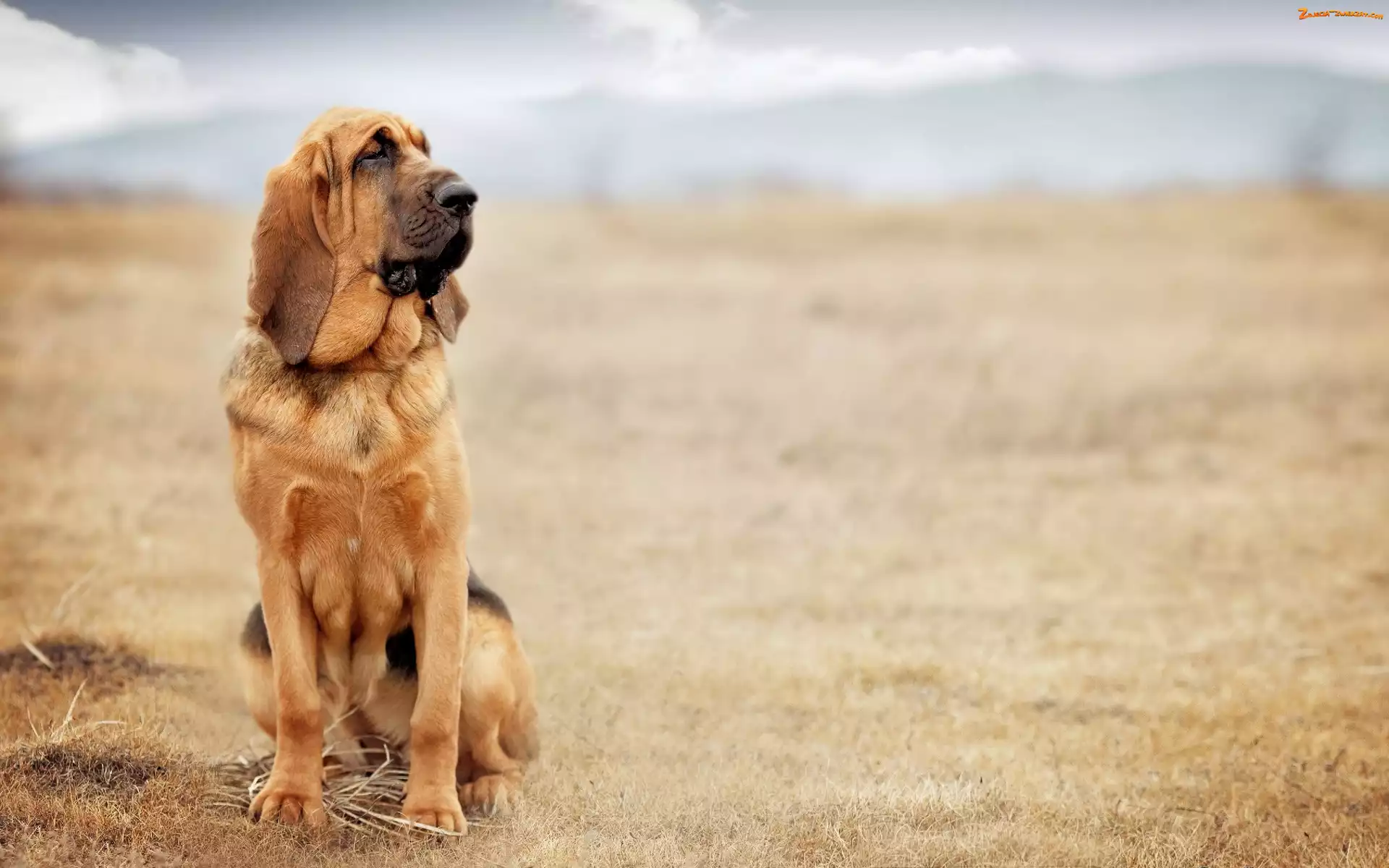 Bloodhound, Pies