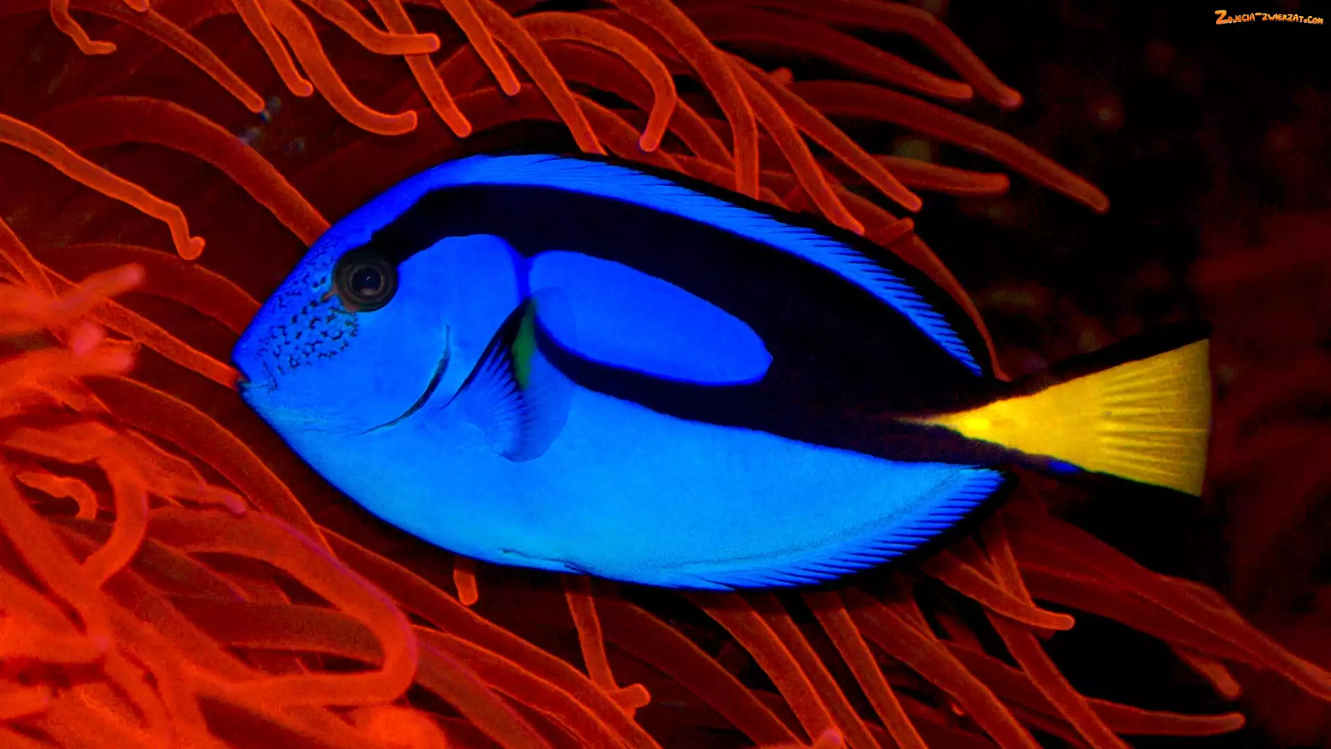 Ryba, Blue Tang