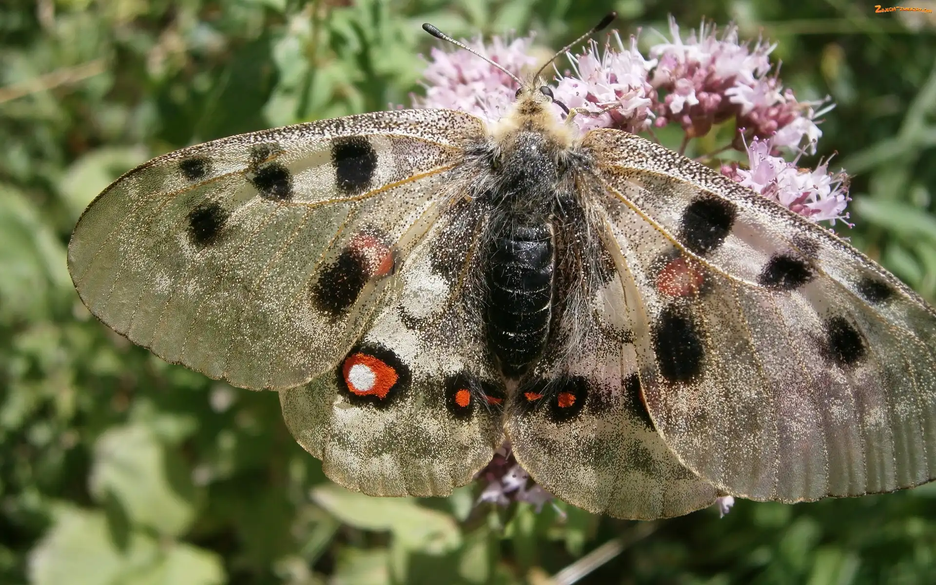 Błyszczące, Kwiat, Motyl, Skrzydła