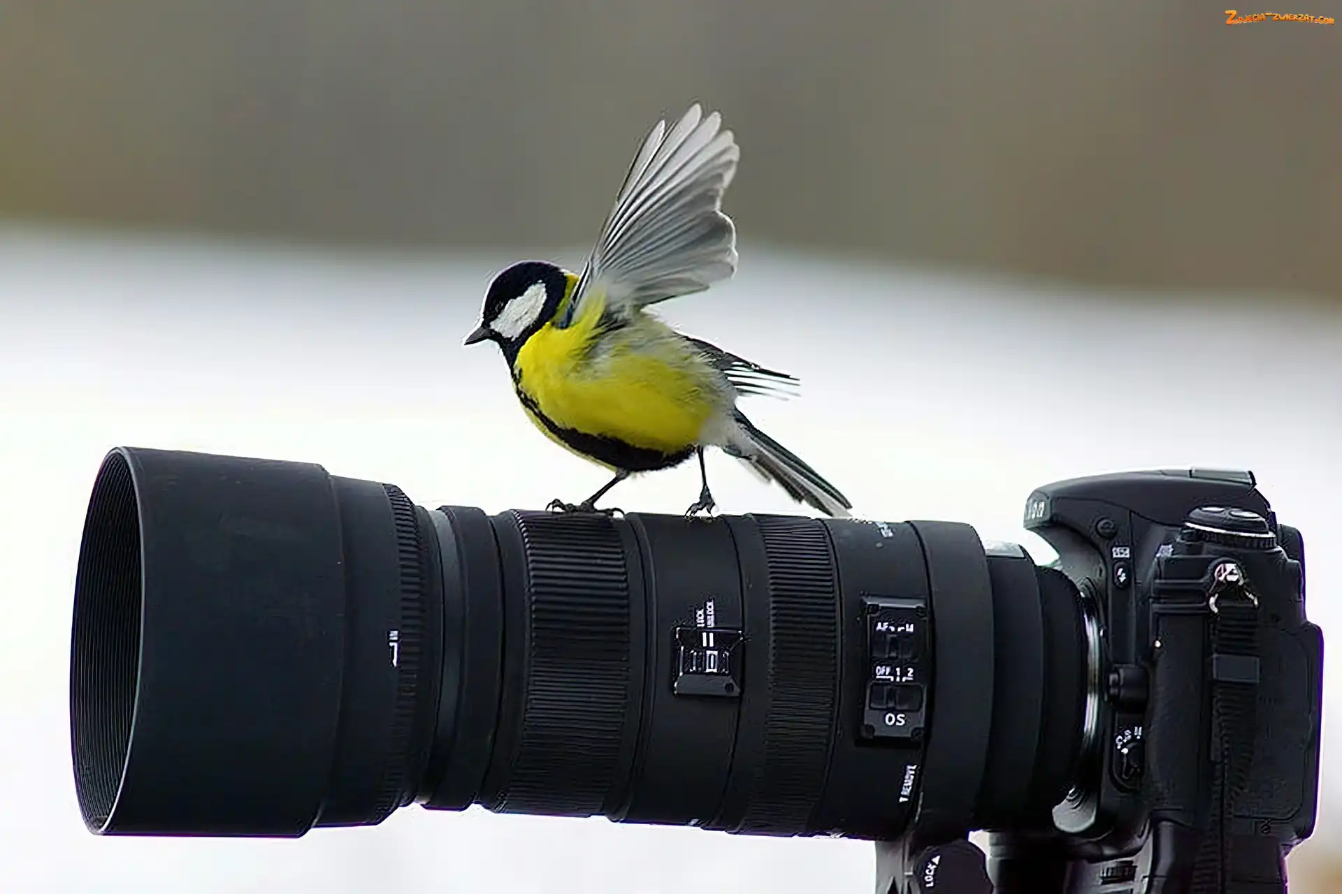 Sikora, Bogatka, Fotograficzny, Aparat