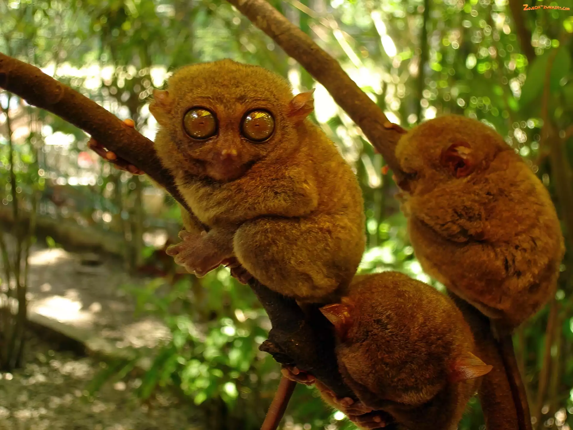Bohol Tarsier, Małe, Małpki