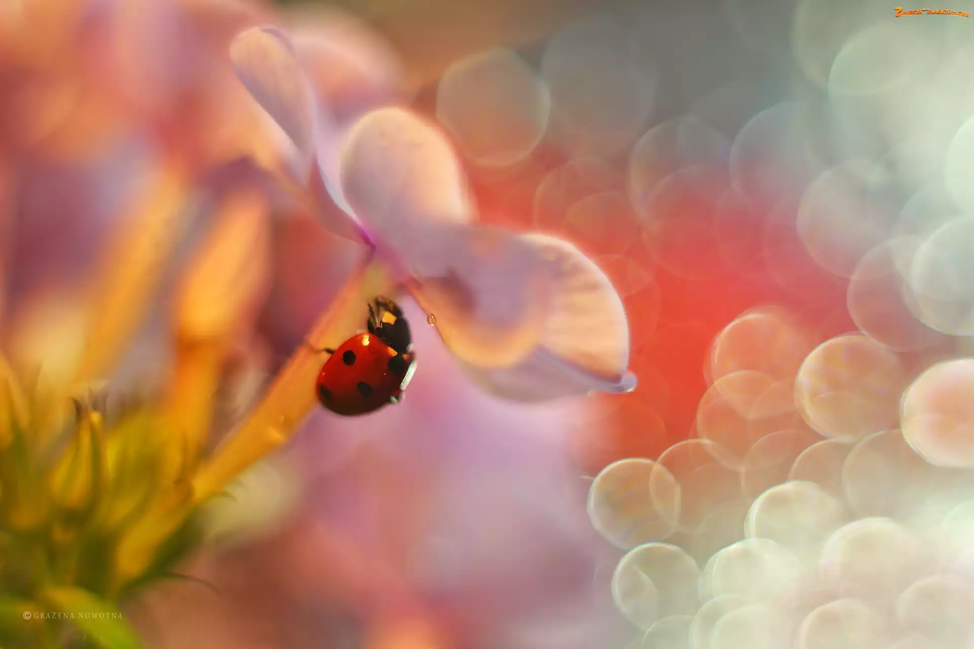 Bokeh, Floks, Owad, Biedronka, Czerwony