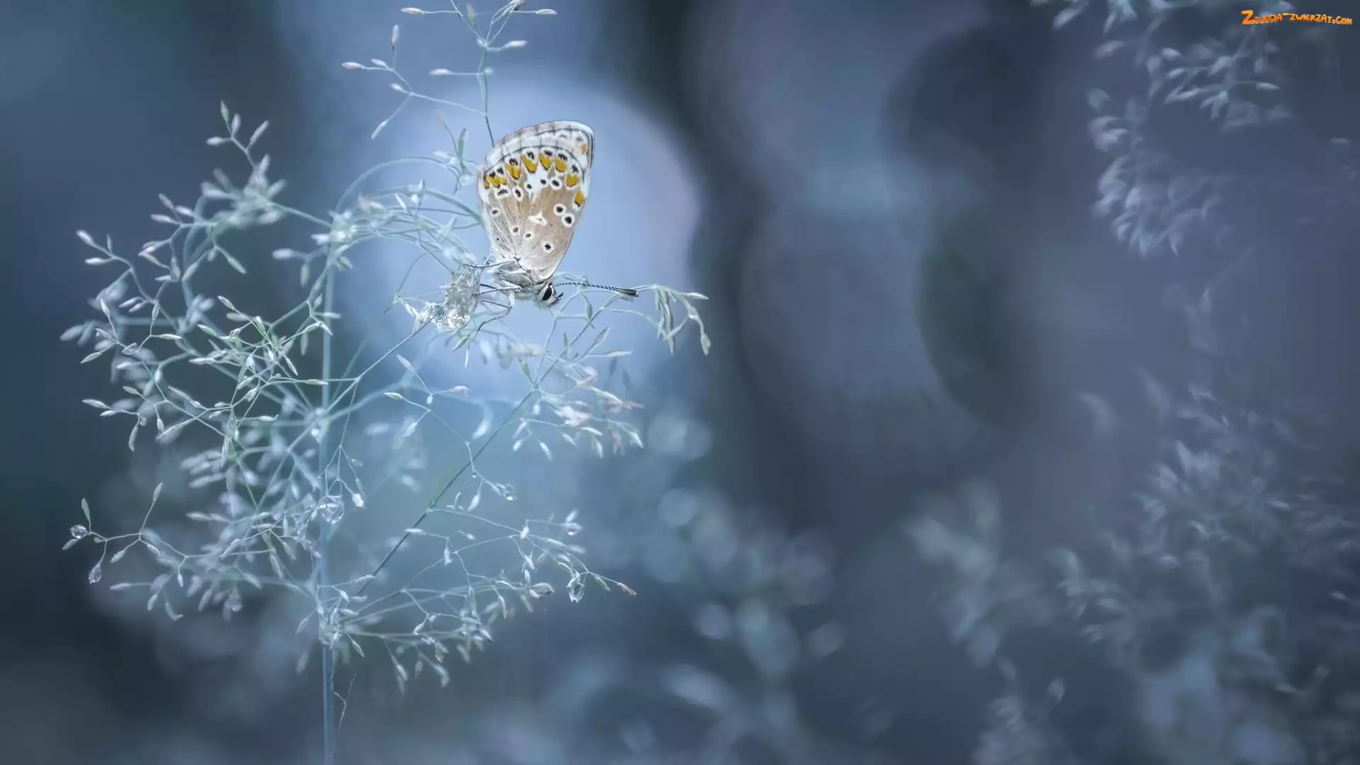 Bokeh, Modraszek ikar, Trawa, Źdźbło, Motyl