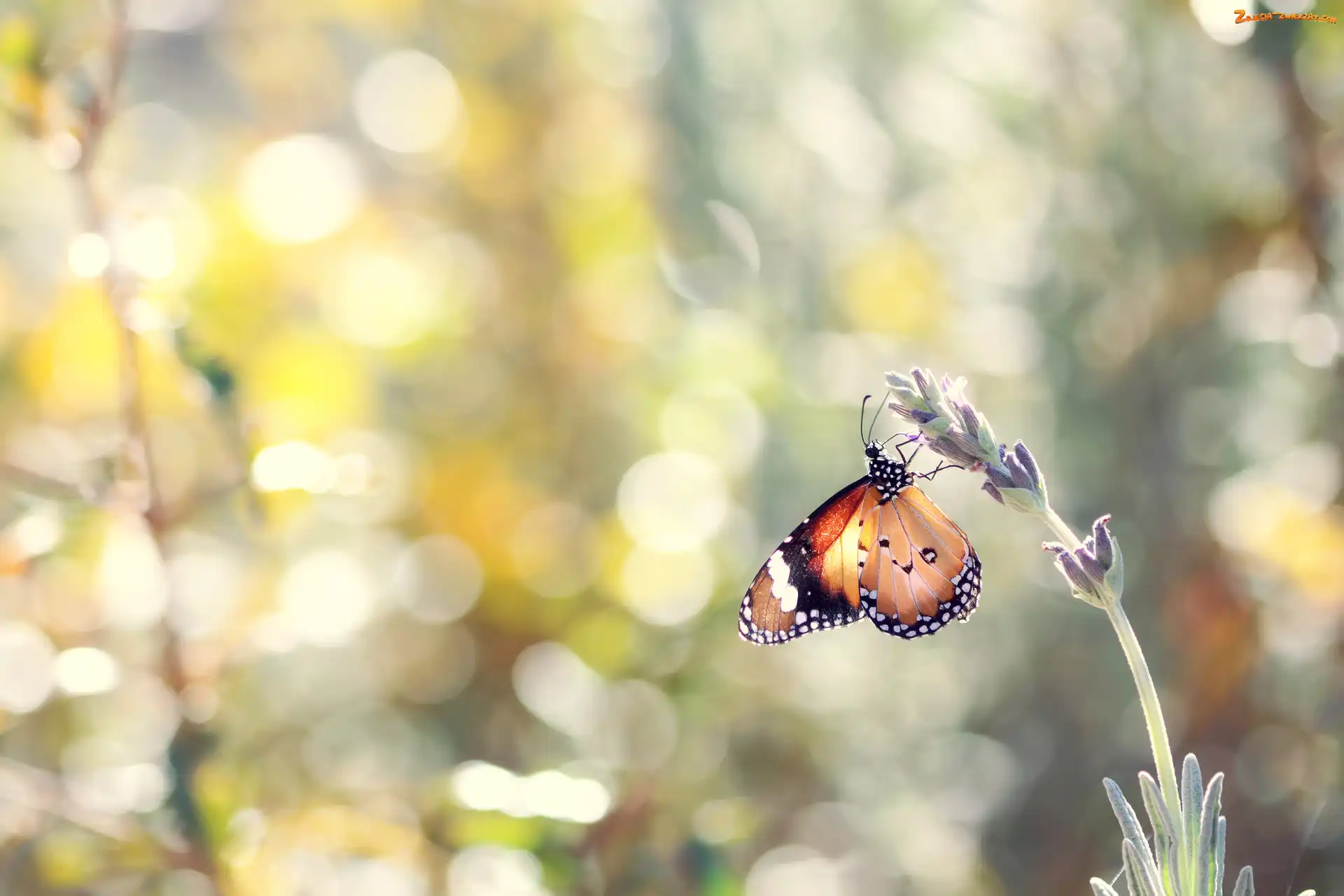 Bokeh, Tło, Lawenda, Motyl monarcha, Rozmyte
