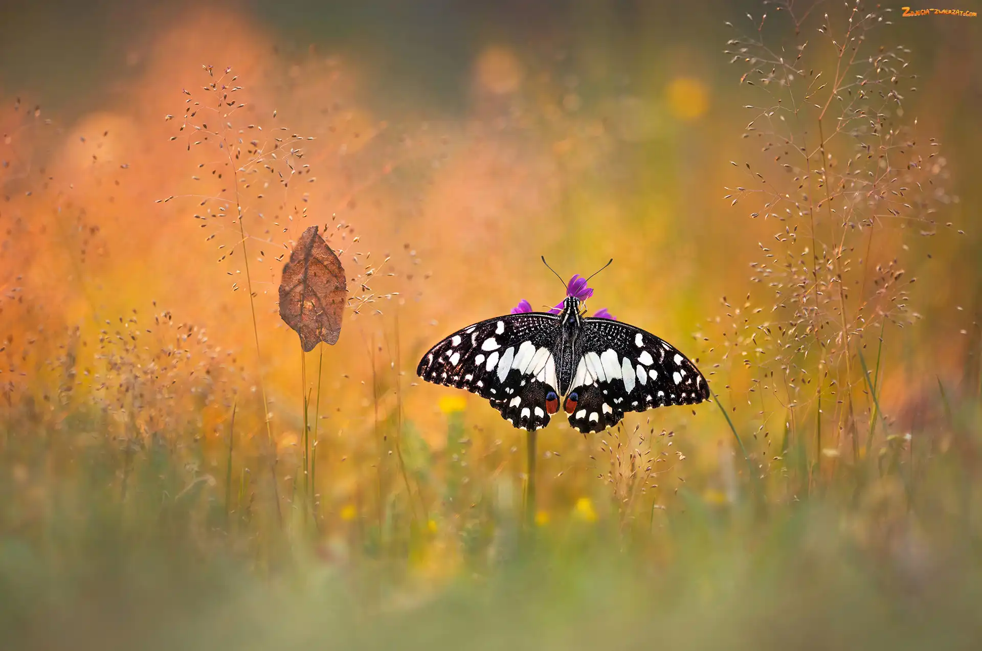Bokeh, Liść, Papilio demodocus, Motyl, Trawa