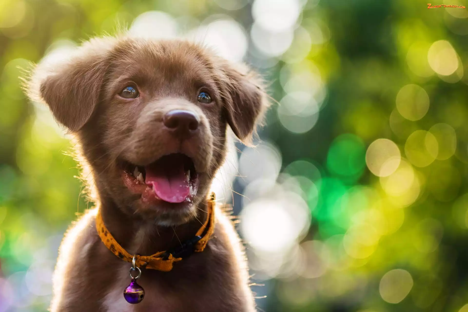 Bokeh, Obroża, Labrador retriever, Pies, Szczeniak