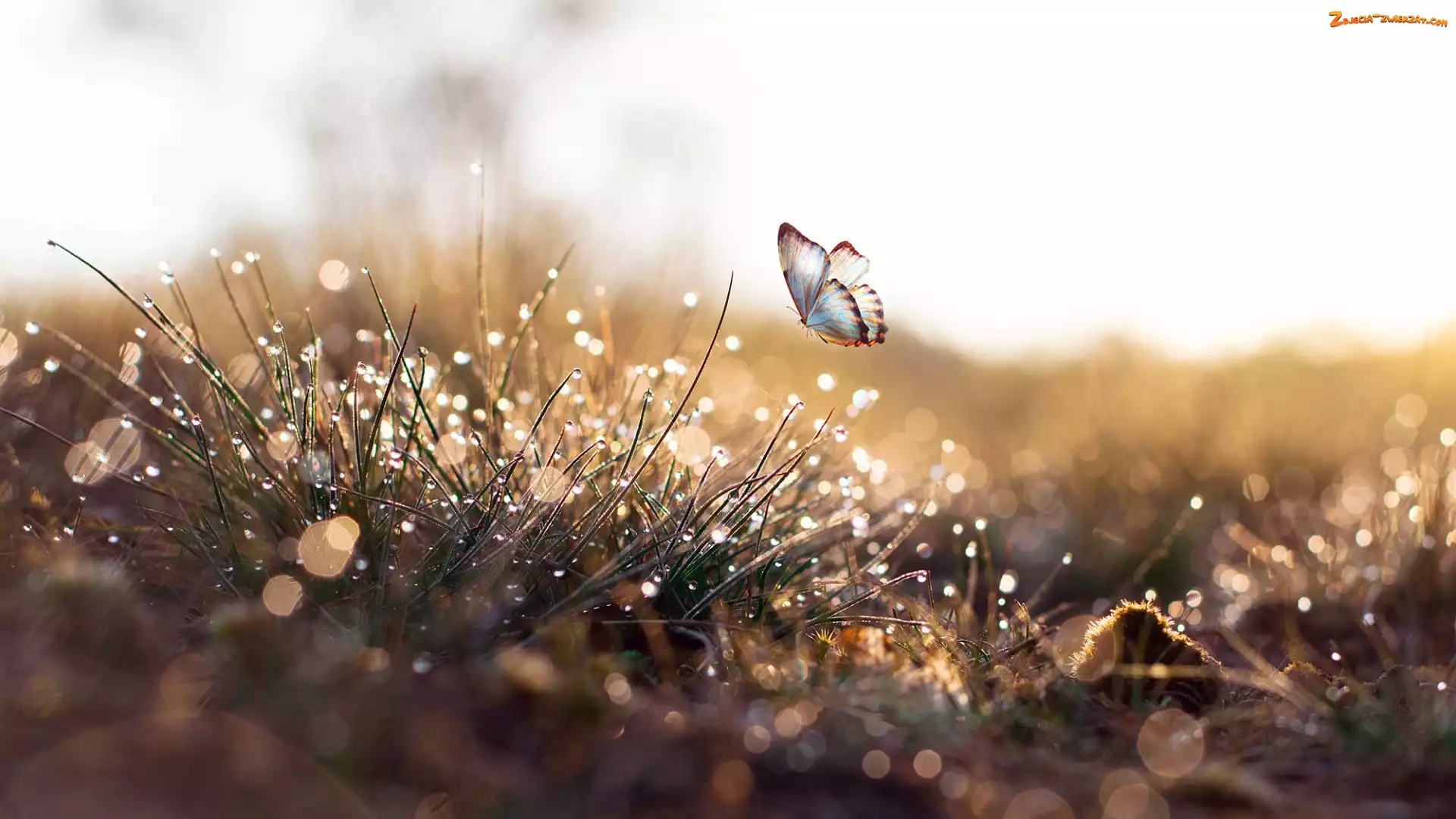 Bokeh, Motyl, Krople, Trawa, Graficzny