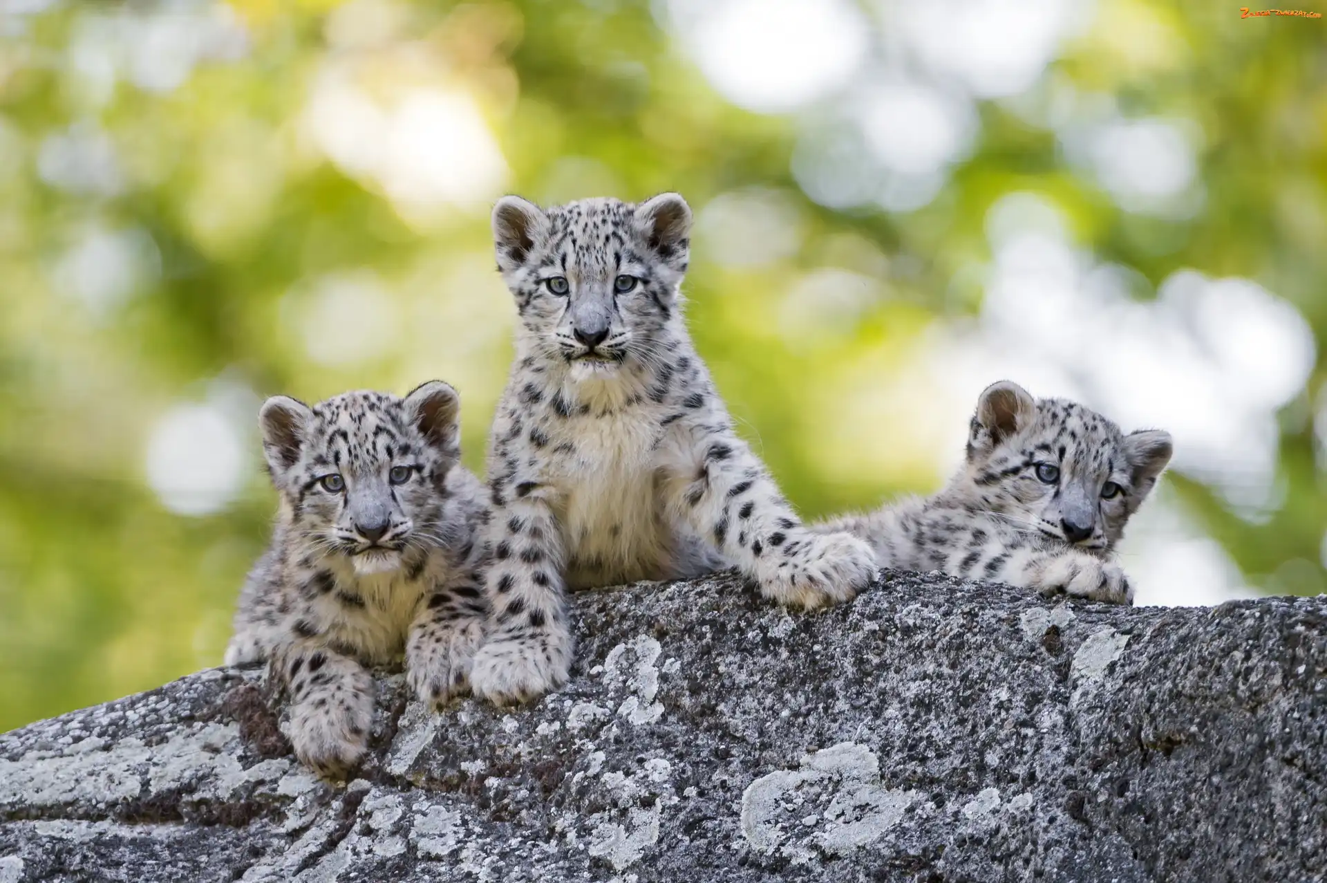 Bokeh, Leopardy, Młode, Trzy, Śnieżne