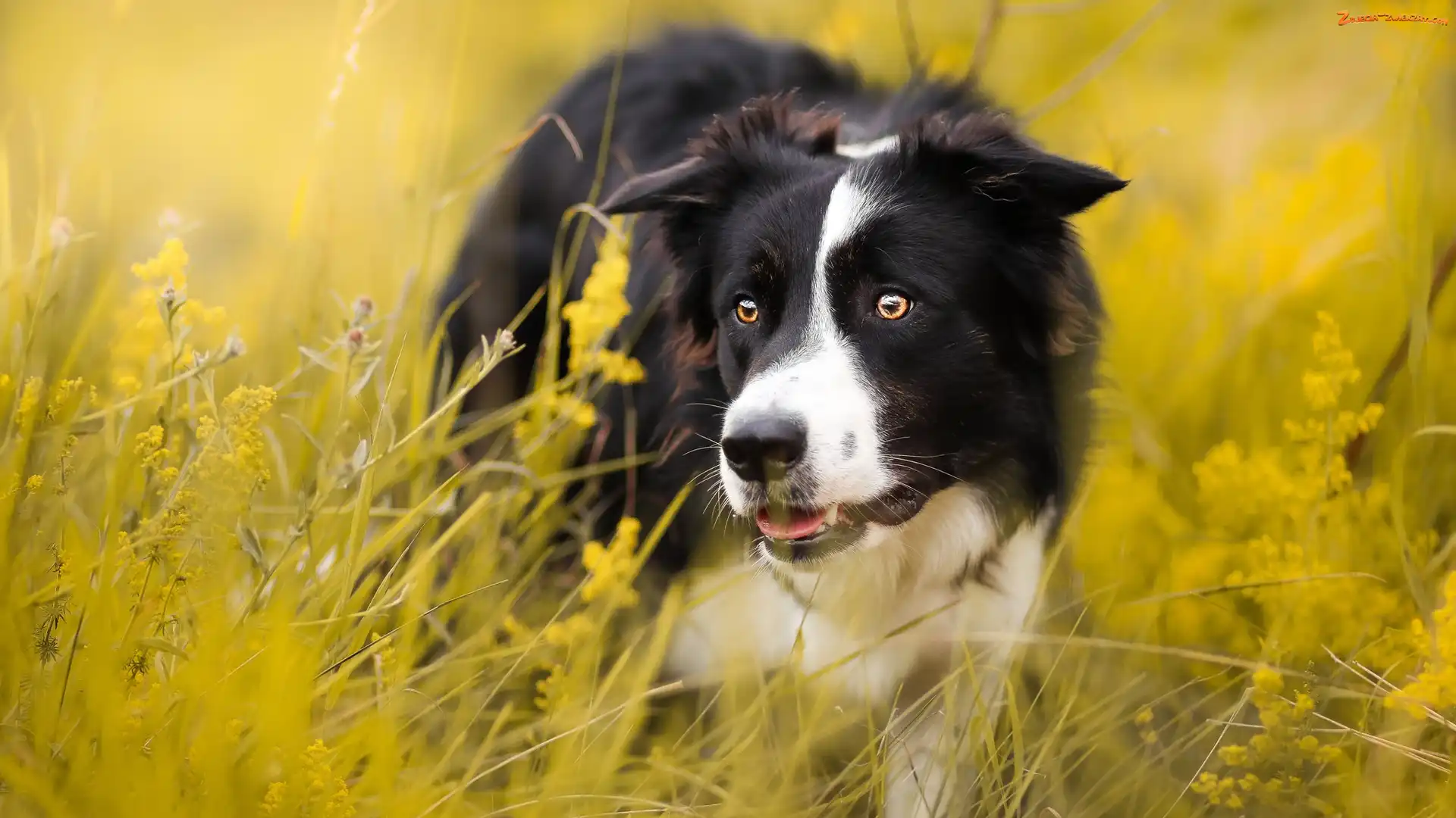Border collie, Łąka, Pies
