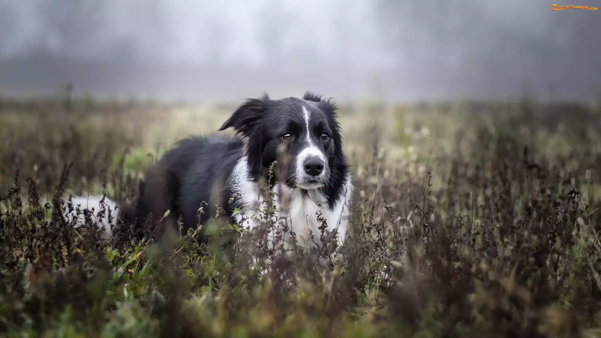 Border collie, Rośliny, Pies, Biało-czarny