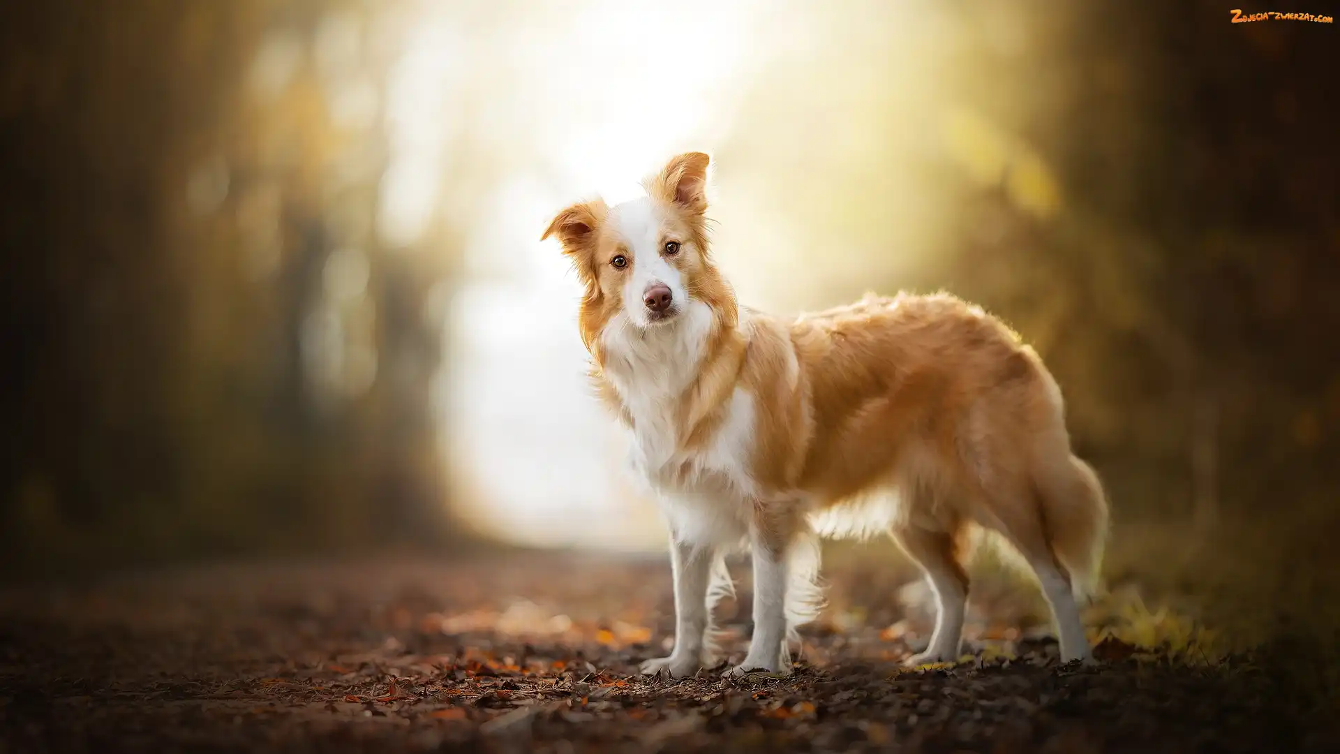 Border collie, Pies, Biszkoptowo-biały